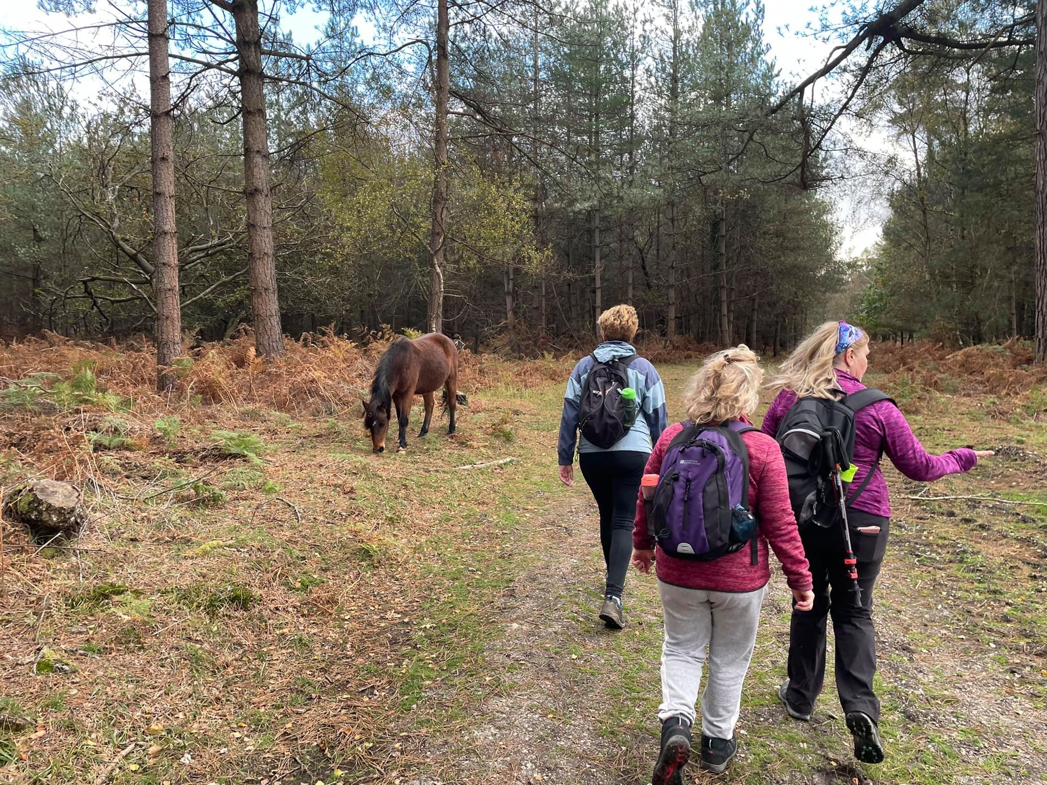 Three people hiking in a forest with a brown horse nearby, surrounded by trees and ferns.