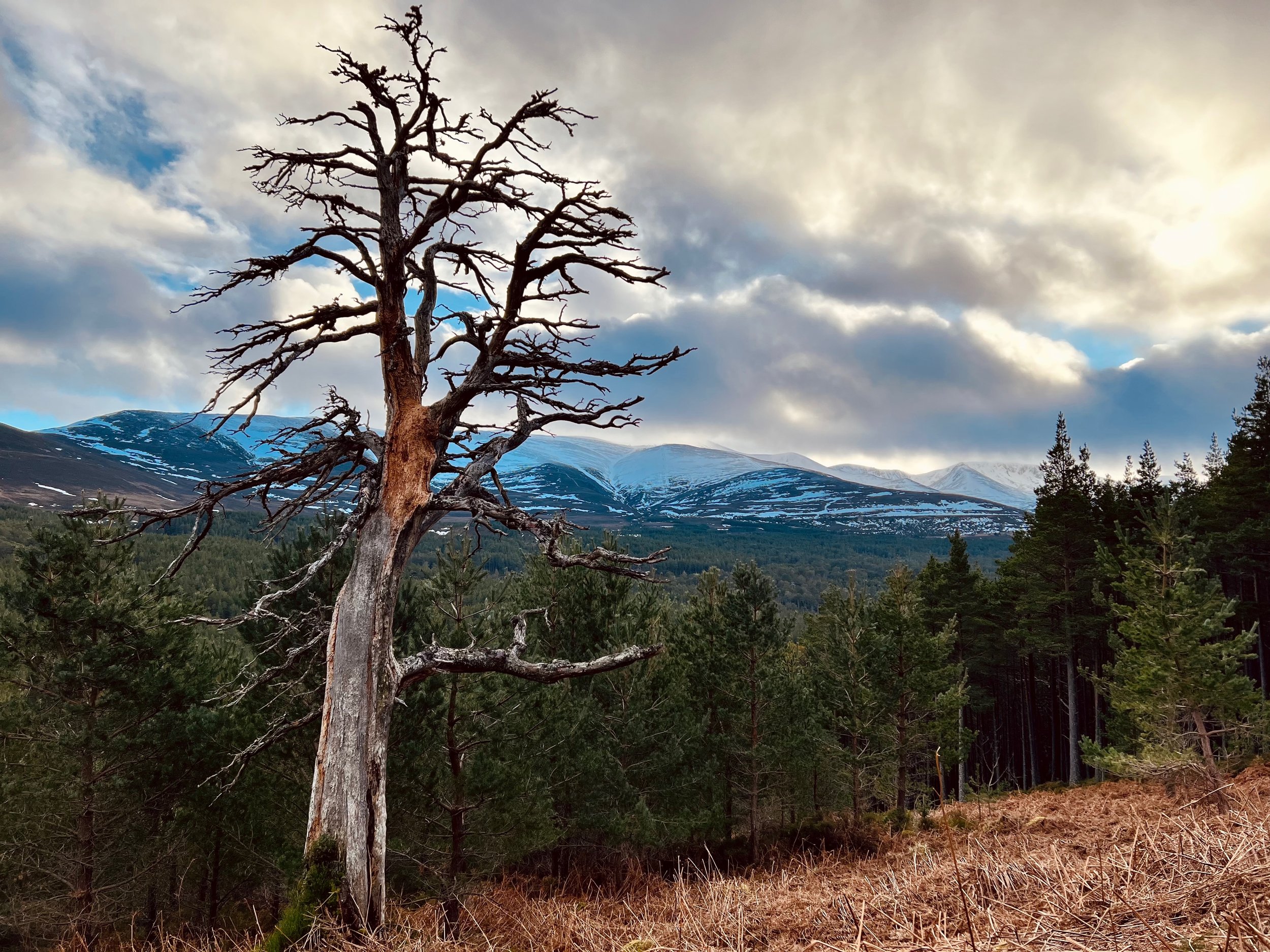 A solitary, leafless tree stands in a forested landscape with a backdrop of distant, snow-capped mountains under a cloudy sky.