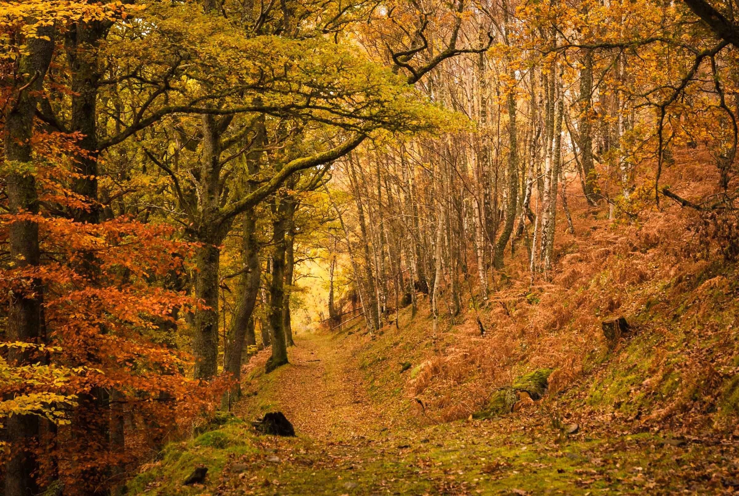 Autumn Banners.jpg
