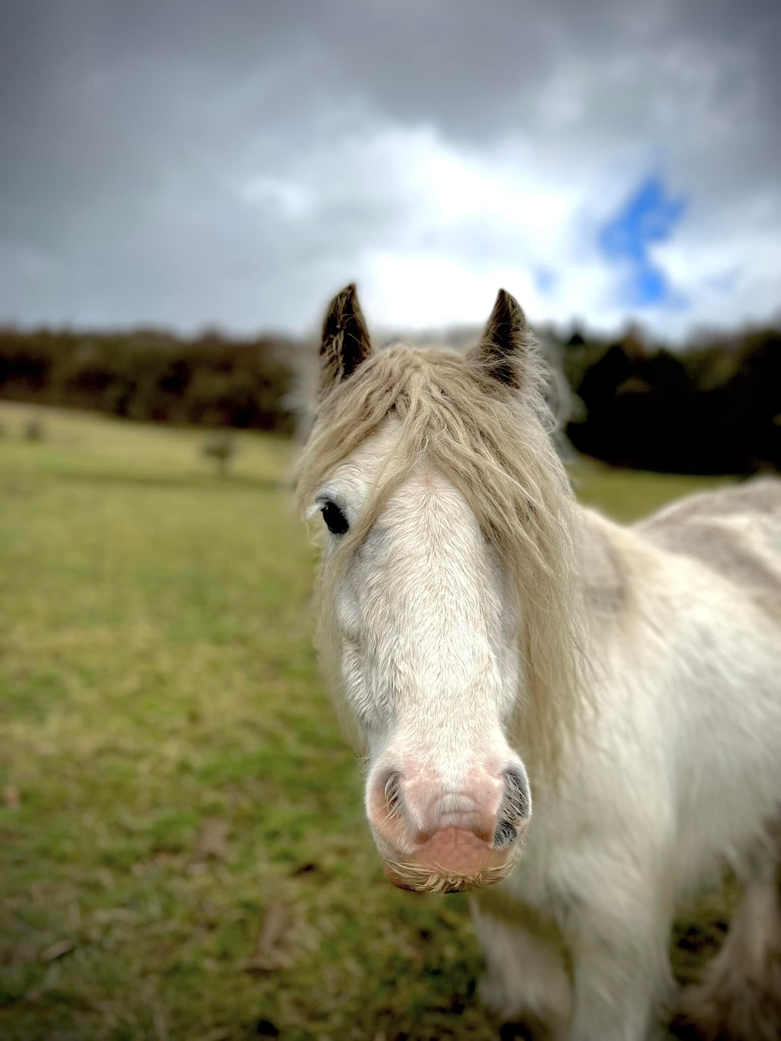 A close-up of a white horse with long mane in a grassy field, under a cloudy sky.