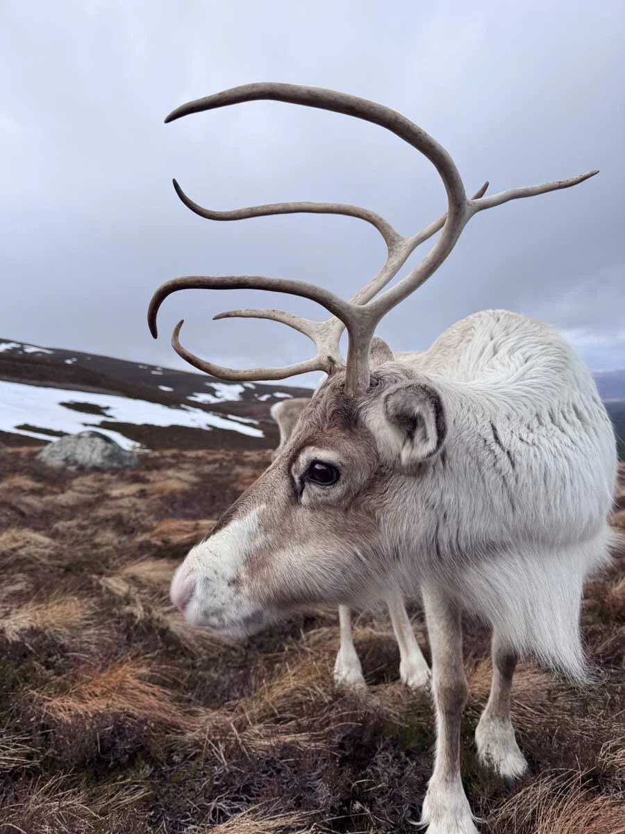 Cairngorms National Park Walking Holidays-3.jpg