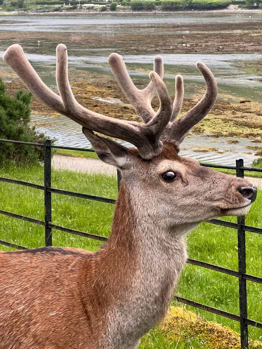 250 Isle of Arran-2.jpg