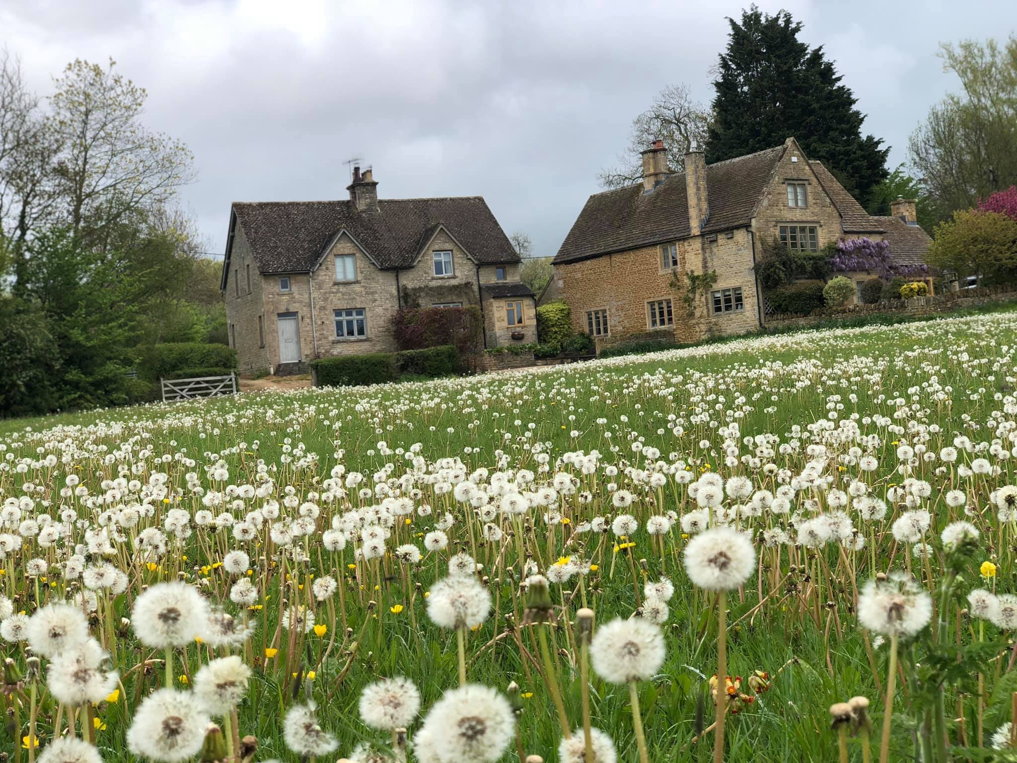 Stone cottages surrounded by a field of dandelions and lush greenery under a cloudy sky.