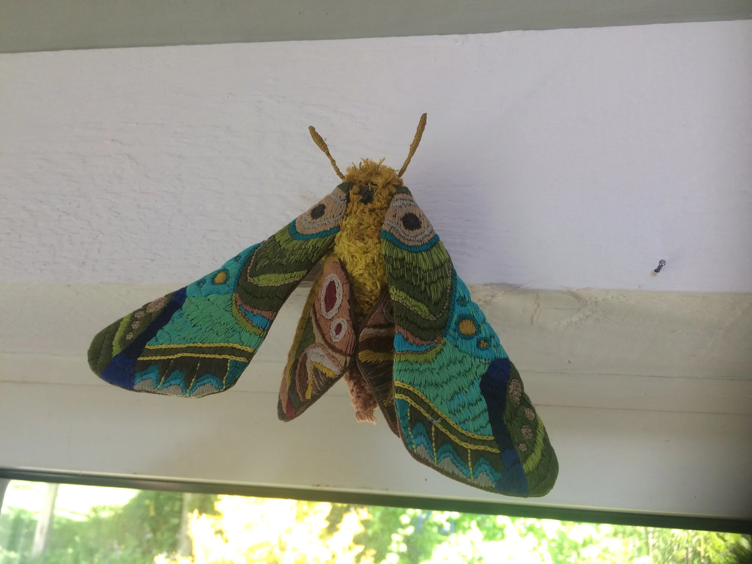 Finished moth by window