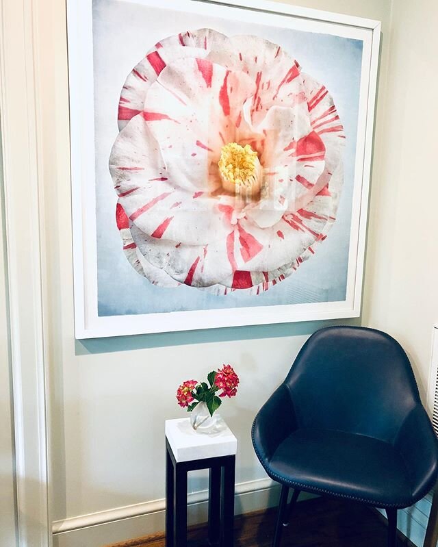 Virginia Camellia by @thomas_hager_artist - framed and available 🌸  #bigblooms #camellia #virginiaflowers #pinkflowers #stripedcamellia #peppermintcamellia #botanical #naturestudy #viginialandscapes #757 #flowerstudy #upclose #upclosephotography #bi
