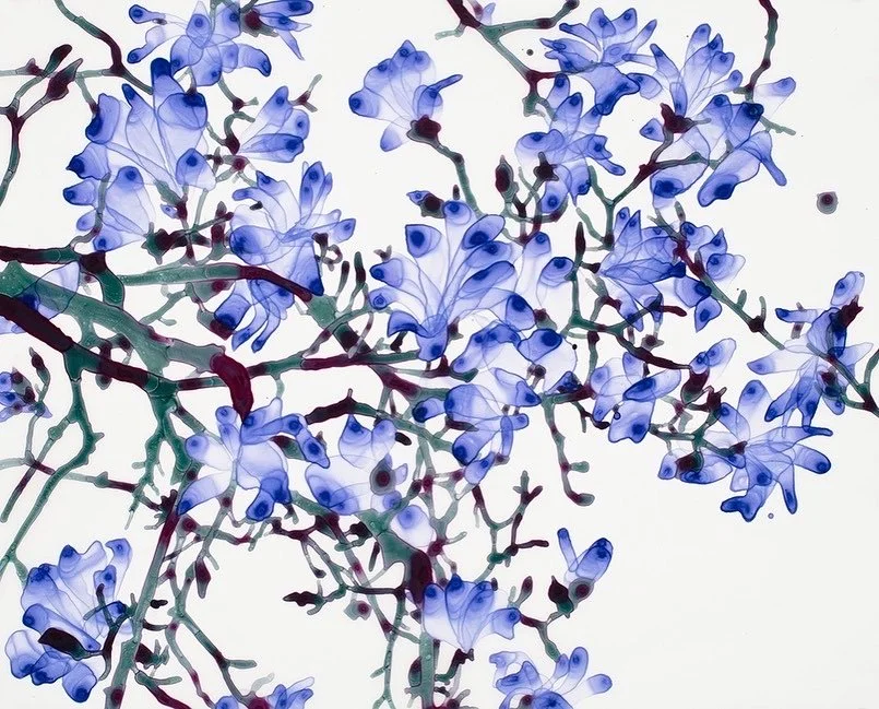 Tip Top, acrylic on mylar on panel, 16 x 20 inches, $2,000