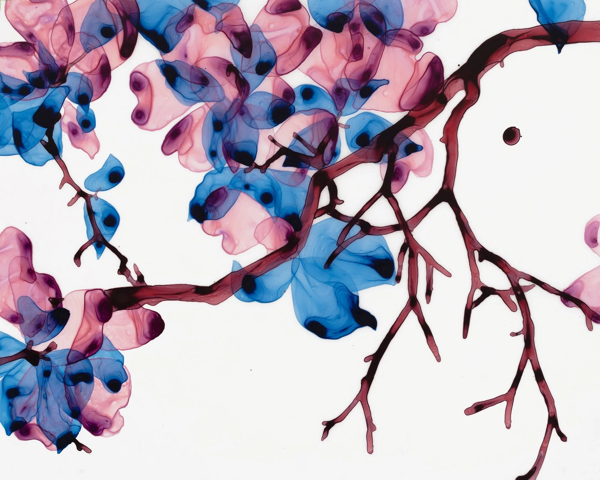 So Rosy, acrylic on mylar on panel, 16 x 20 inches, $2,000