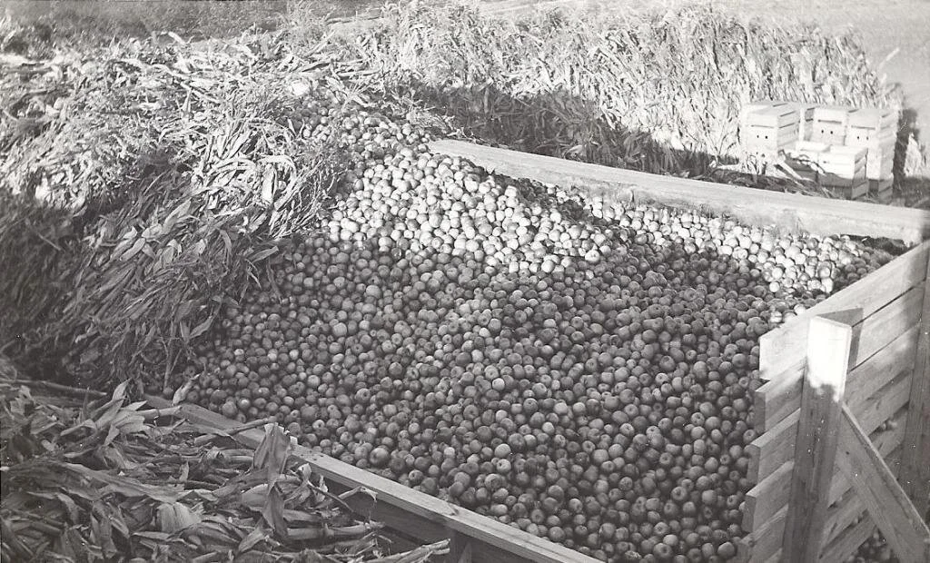 stalkonapples.jpg