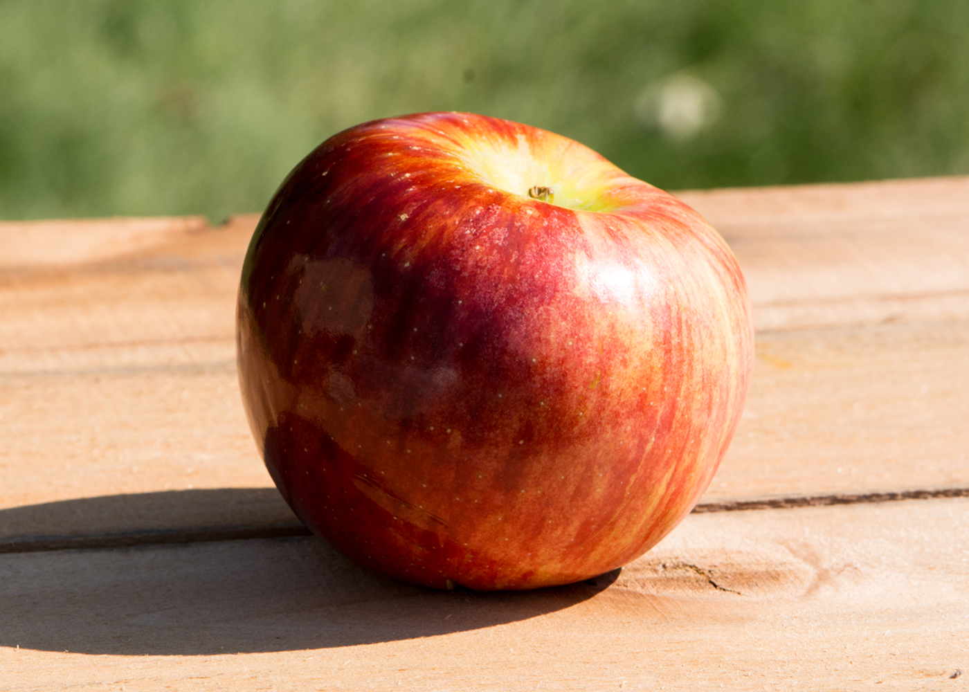 Aztec Fuji — Apple Directory — Three Springs Fruit Farm