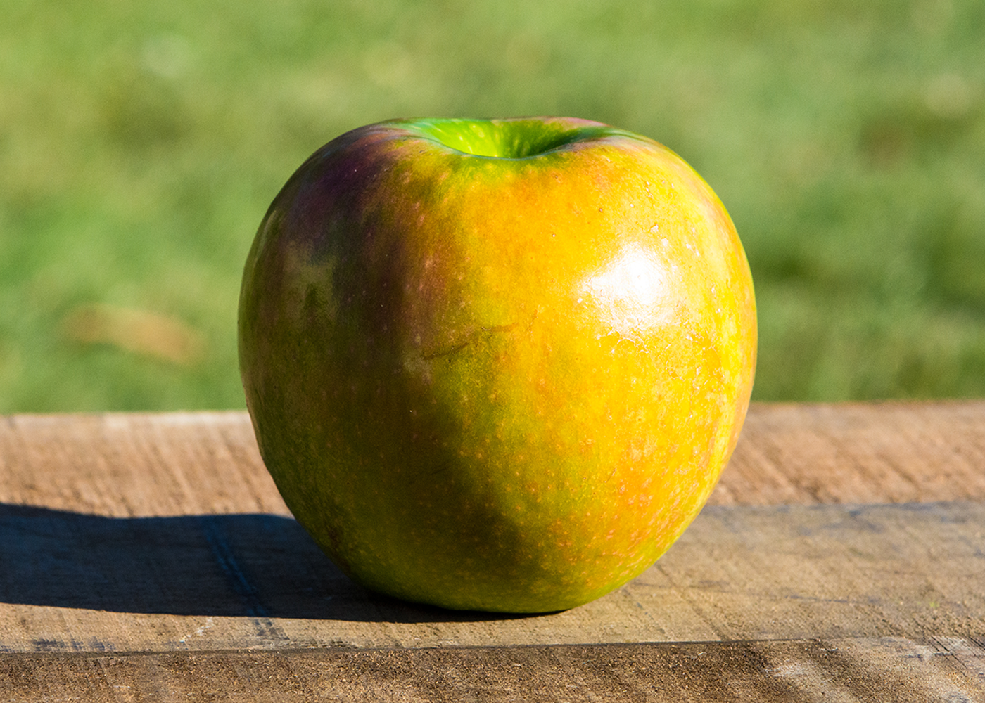 The History of the Granny Smith Apple and Granny Smith