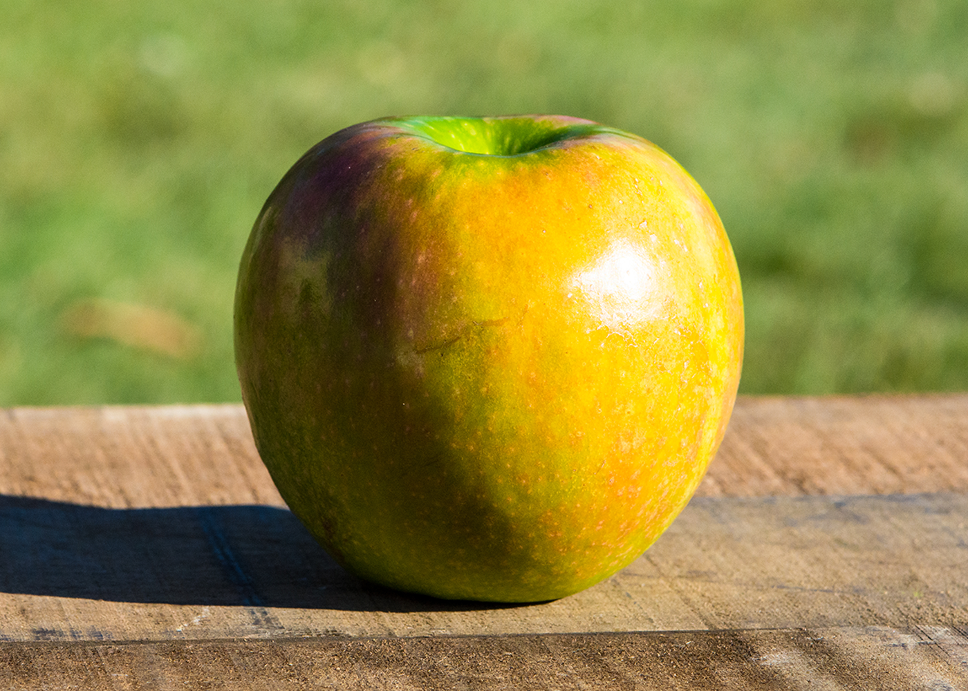 History of the Granny Smith Apple