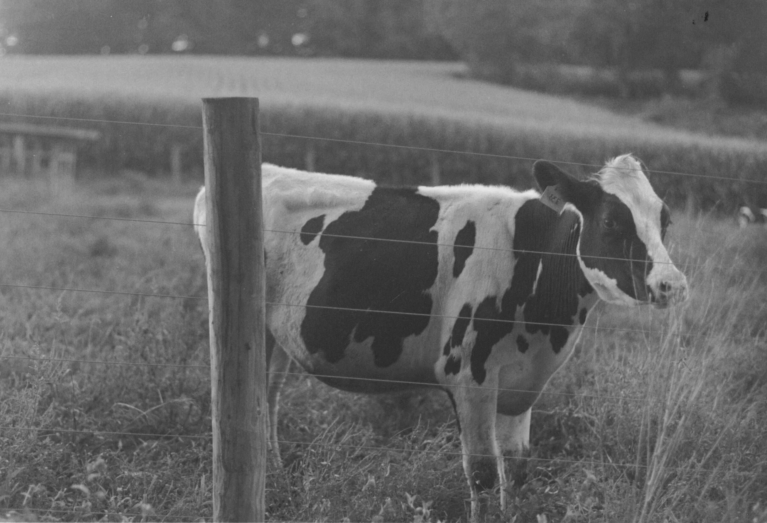 Cow_01.jpg