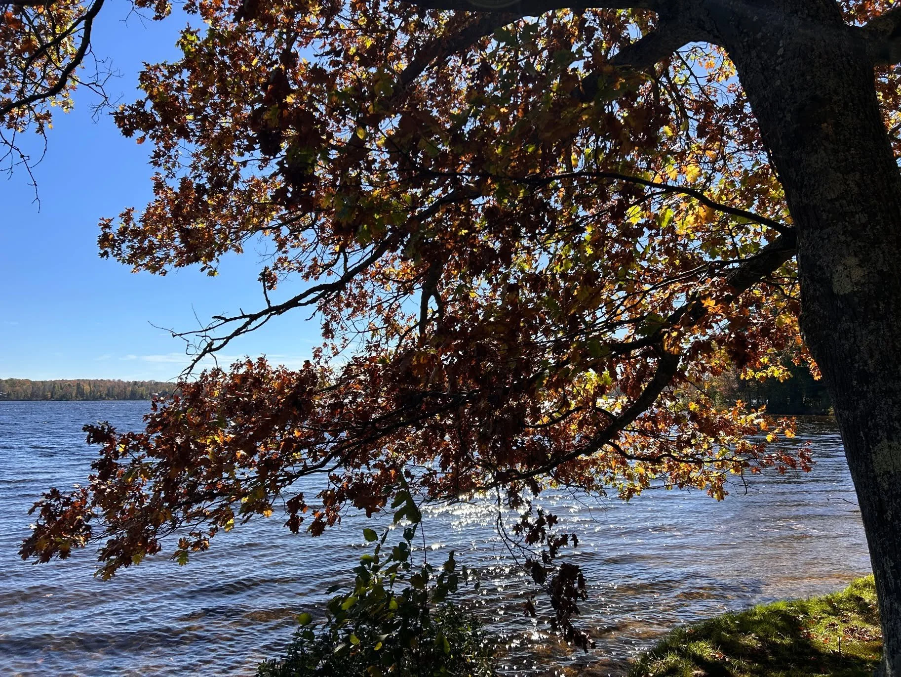 ✨
I want to give myself
utterly
as this maple
that burned and burned
for three days without stinting
and then in two more
dropped off every leaf;
as this lake that,
no matter what comes
to its green-blue depths,
both takes and returns it.
In the stil