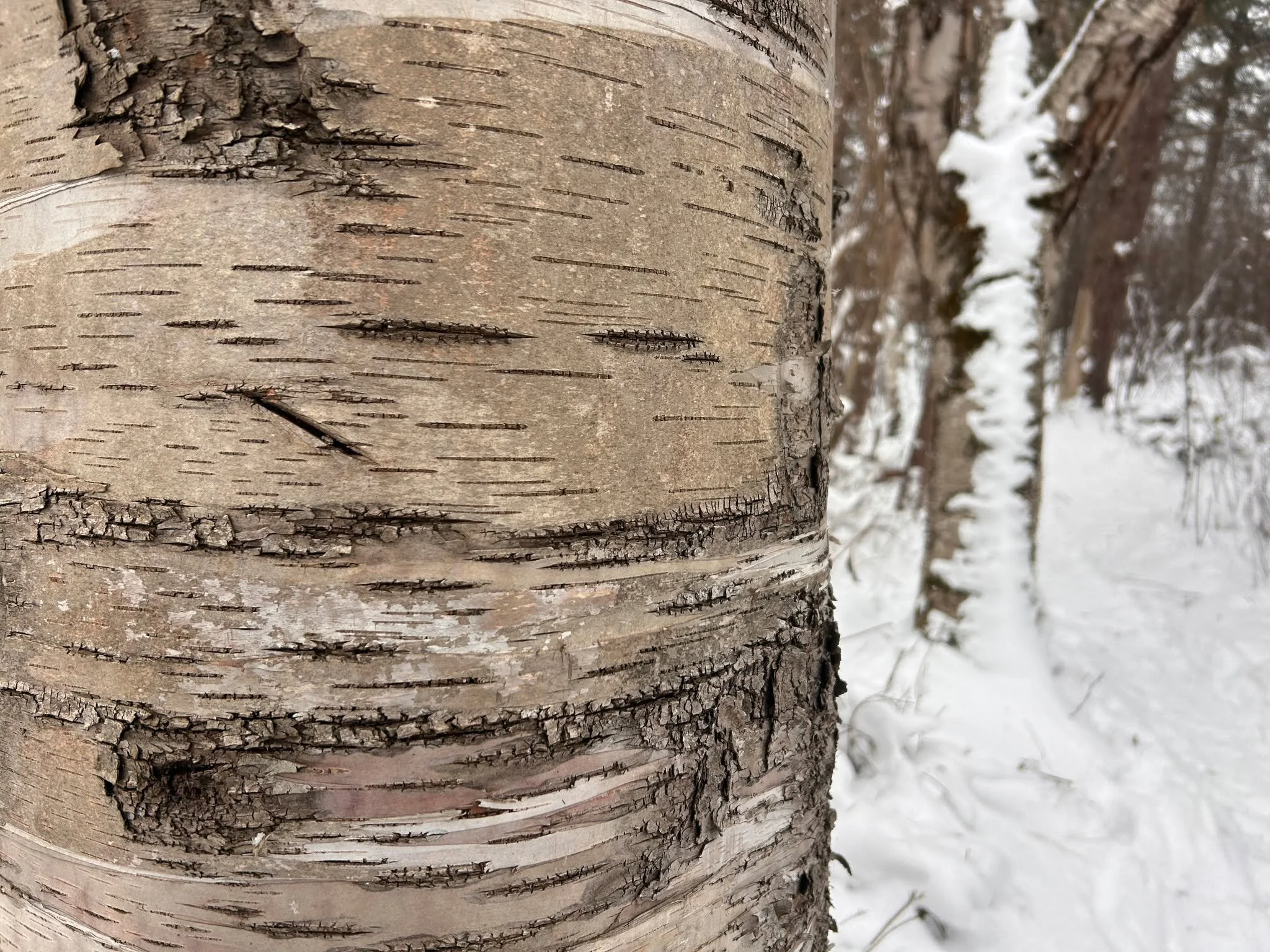 ✨
Loved one. If you grow still and quiet, you can
hear your heart whisper to you how it wishes
to be held today. If you can bring yourself to
stillness, a whole new world will open to you,
a beautiful black sky of stars. Are you familiar
with inner s