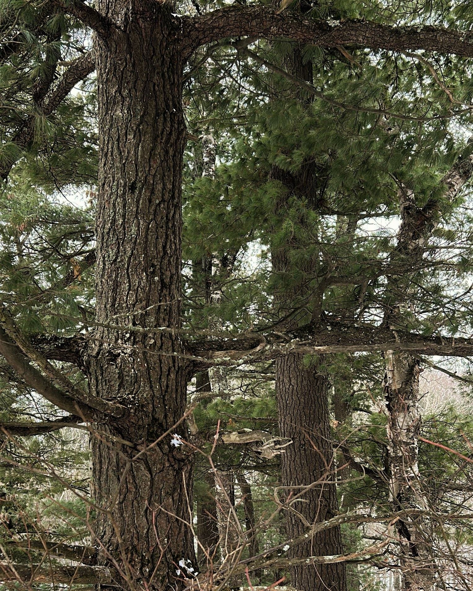 It doesn't have to be
the blue iris, it could be
weeds in a vacant lot, or a few
small stones; just
pay attention, then patch

a few words together and don't try
to make them elaborate, this isn't
a contest but the doorway

into thanks, and a silence