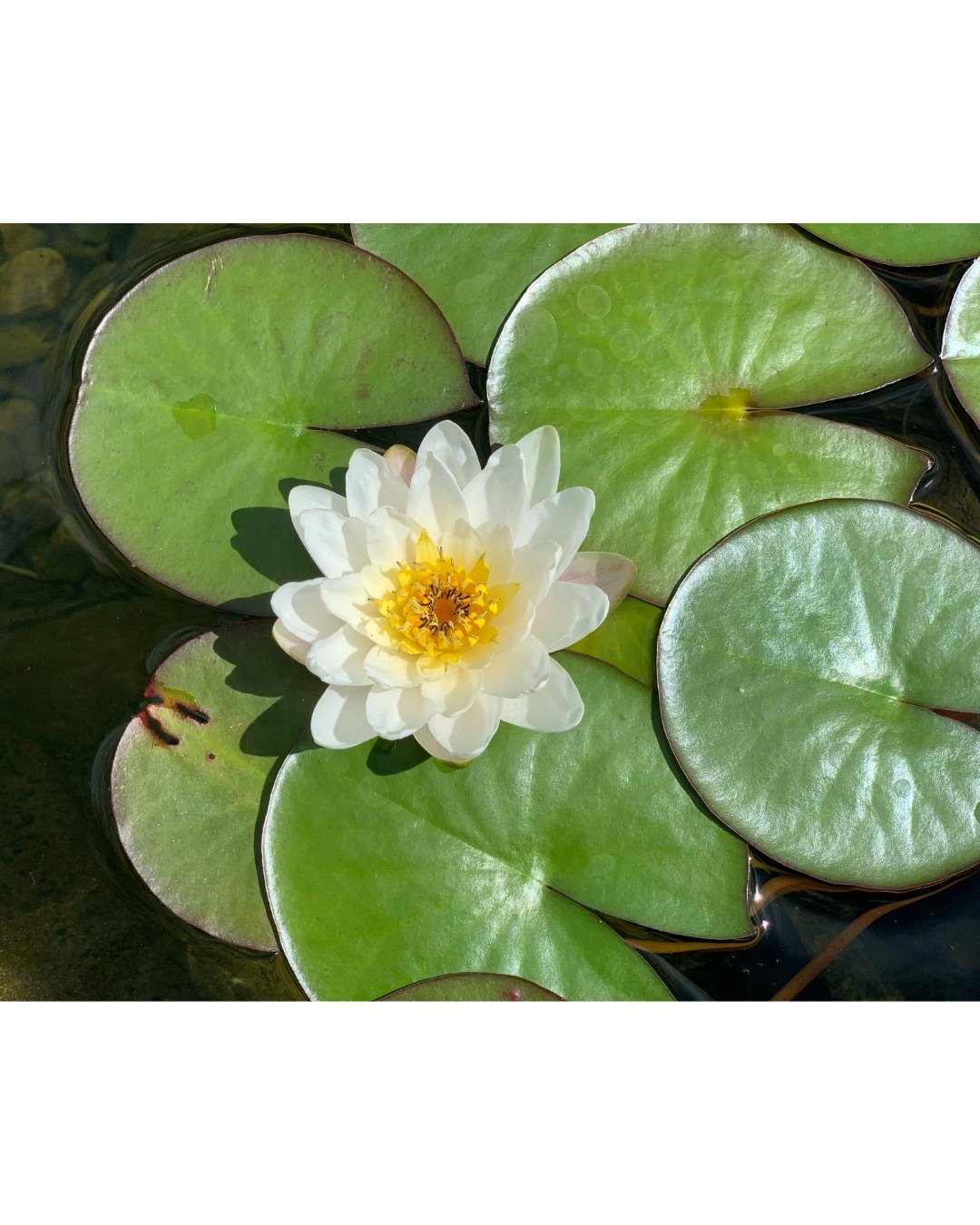 𝗢𝗻𝗲 𝗪𝗲𝗲𝗸 𝗢𝘂𝘁: 𝗔 𝗠𝗼𝗺𝗲𝗻𝘁 𝗼𝗳 𝗖𝗵𝗲𝗰𝗸𝗶𝗻𝗴 𝗜𝗻 - 𝗜𝘀 𝘁𝗵𝗶𝘀 𝘁𝗵𝗲 𝗿𝗶𝗴𝗵𝘁 𝘁𝗶𝗺𝗲 𝗳𝗼𝗿 𝘆𝗼𝘂𝗿 "𝗬𝗲𝘀"? ◓

As we prepare to open the circle for our Sensuality &amp; Sexuality series next week, we invite you t