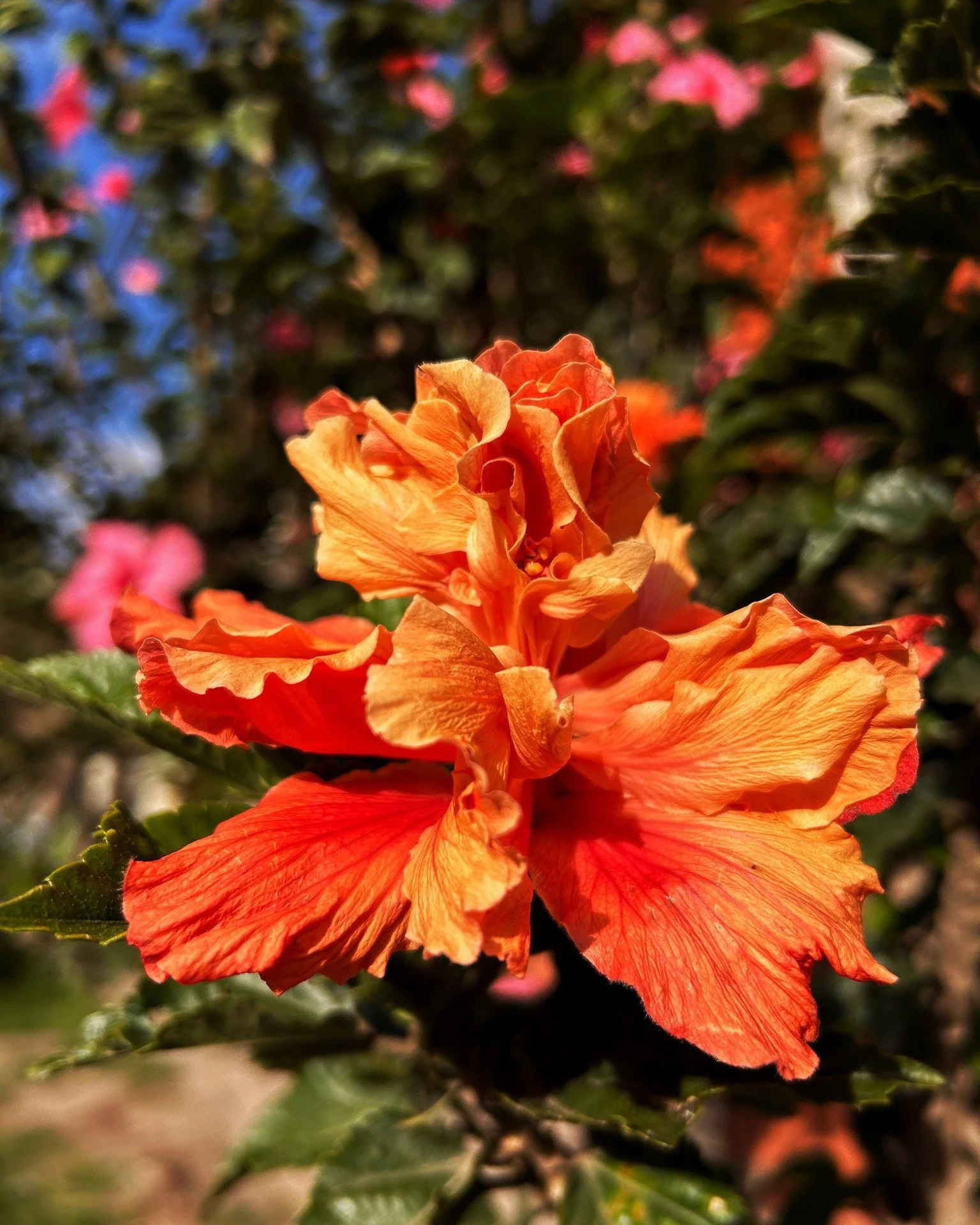 ✨
My heart has pumped for forty years without me even asking
And you tell me to keep my elbows off the table 
To use a different knife for butter.
Caterpillars don't grow wings, they disintegrate completely;
Reemerge with hieroglyphics at their backs