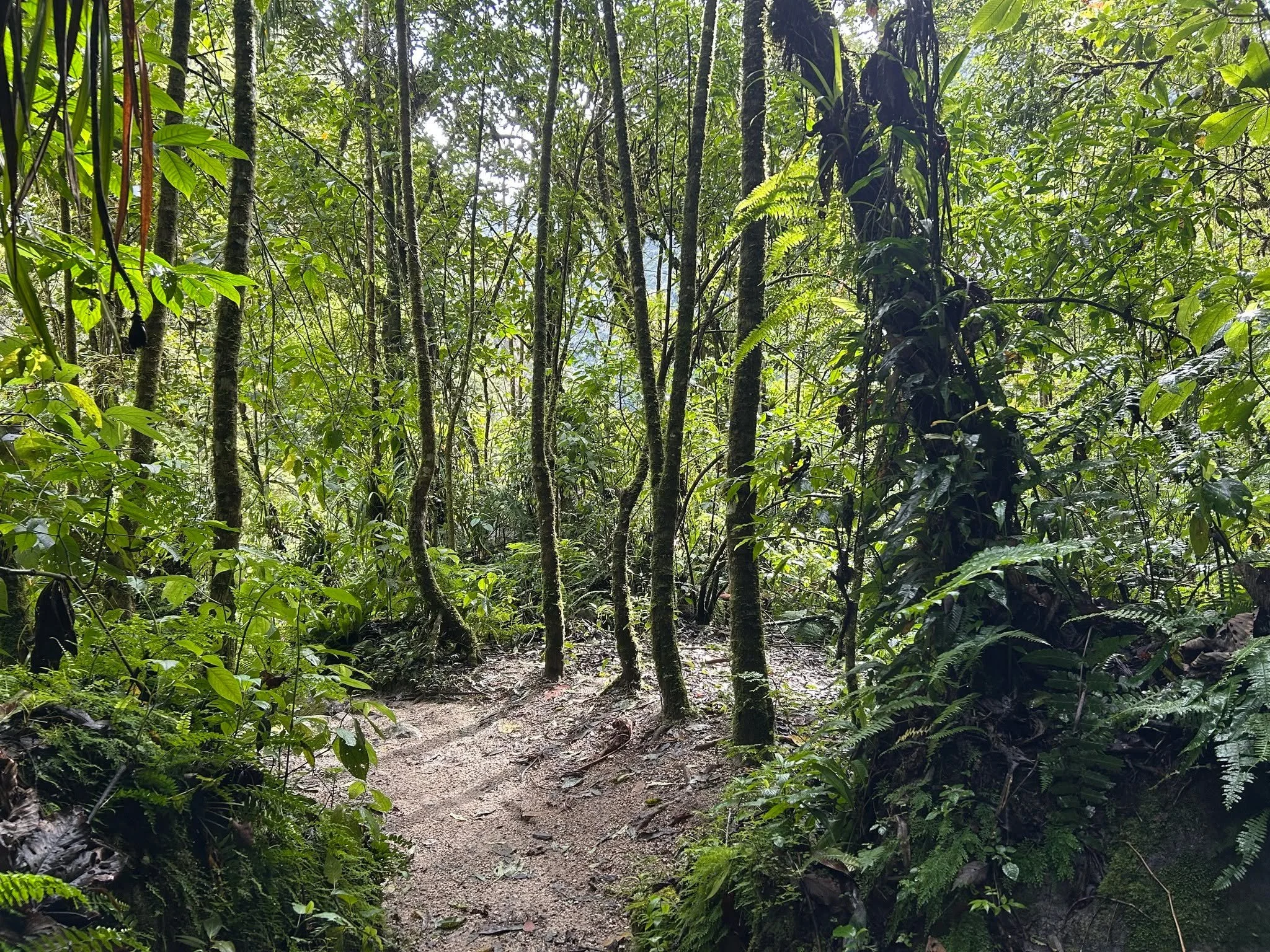 ✨
I went to the woods, because I wished to live deliberately, to face only the essential facts of life and to see if I could not learn what it had to teach.

I did not want, when I came to die, to discover that I had not lived.

I wanted to live deep