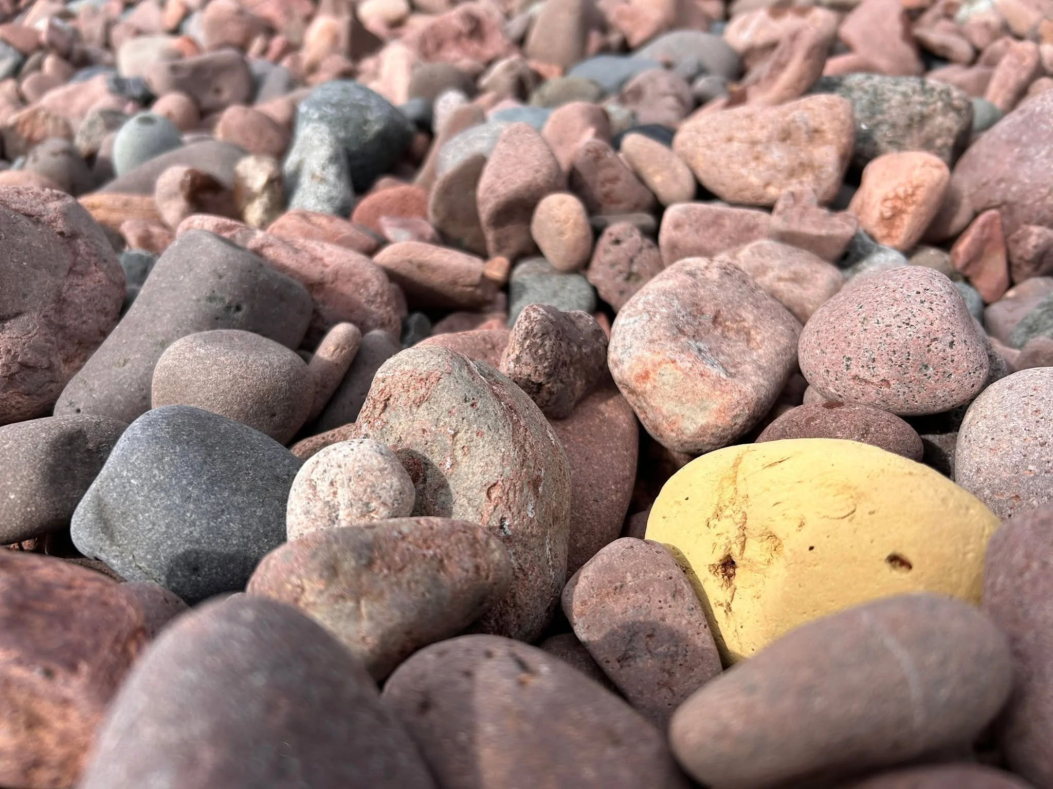 ✨
What I mean to say is that I love oats
when they spill into the back of a pickup.
I watch corn stalks turning the light into silk.

That is why I go to the jack-in-the-pulpits,
trilliums, shelf mushrooms, bloodroots and violets.
I run the barefoot 