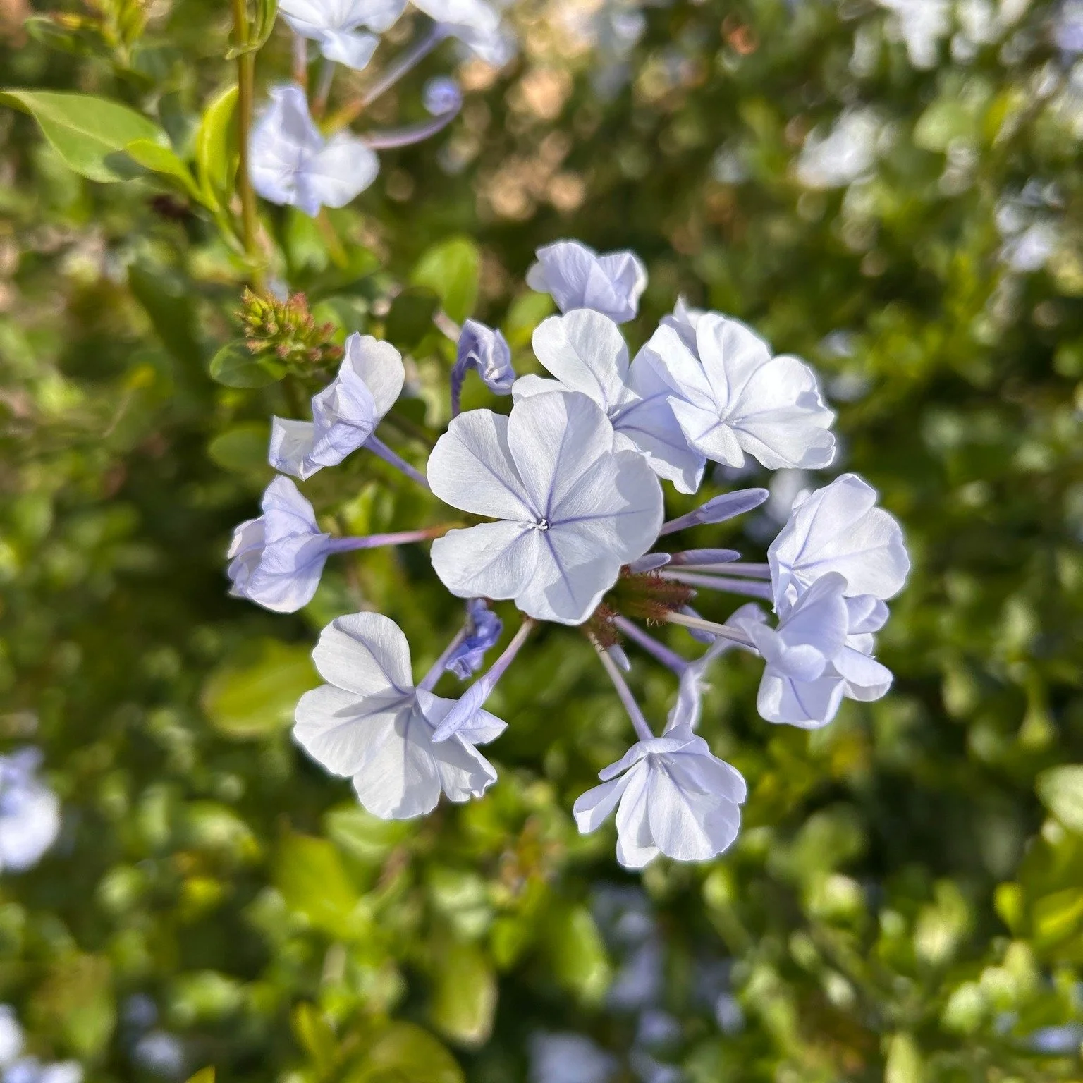 ✨
I want to take you down
into sumac dreams
pungent and softer, 
to fill a basket with bells
and peal away walls.
I want to go to the river
and swim into your sleep,
float in moonwater, trust
no monsters will pull me under.

"Into Sumac" by