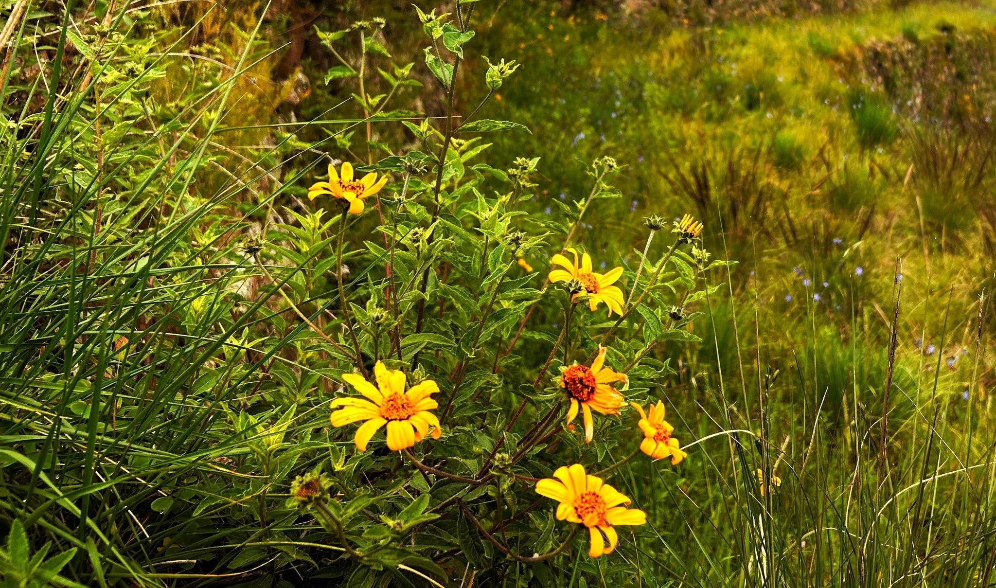 May you stay harvesting hope. It grows wild in the woods overgrown with despair. If you want to feast on it, you must look for it. Even when it is hard. Especially then. Look for it. Hope is there. Is pain in you? Now starts your craft. Bless your pa