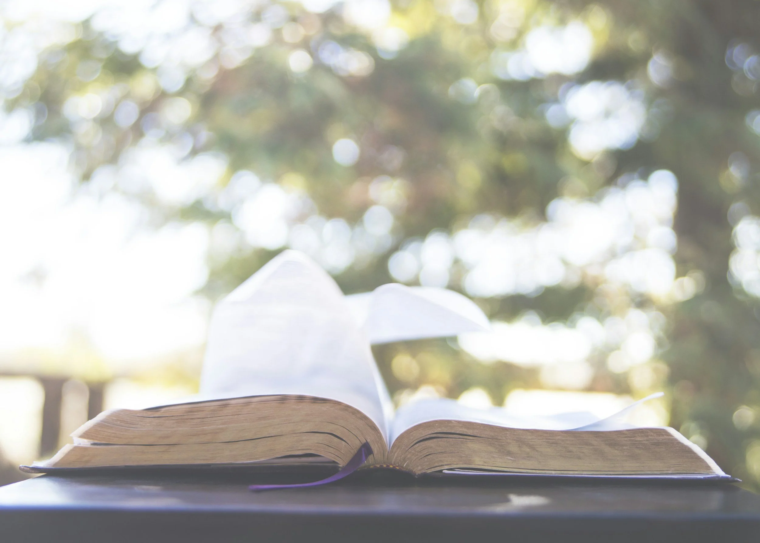 Open Bible resting on a surface outdoors with blurred trees and sunlight in the background.