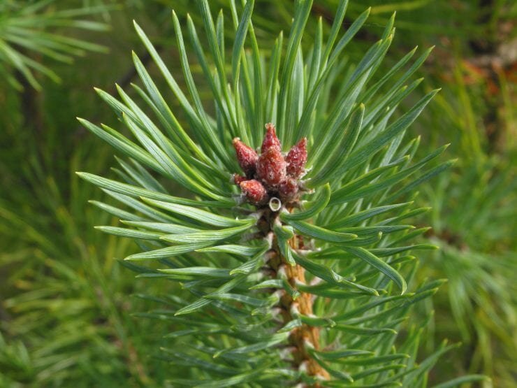 scots-pine-leaves-740x555.jpg