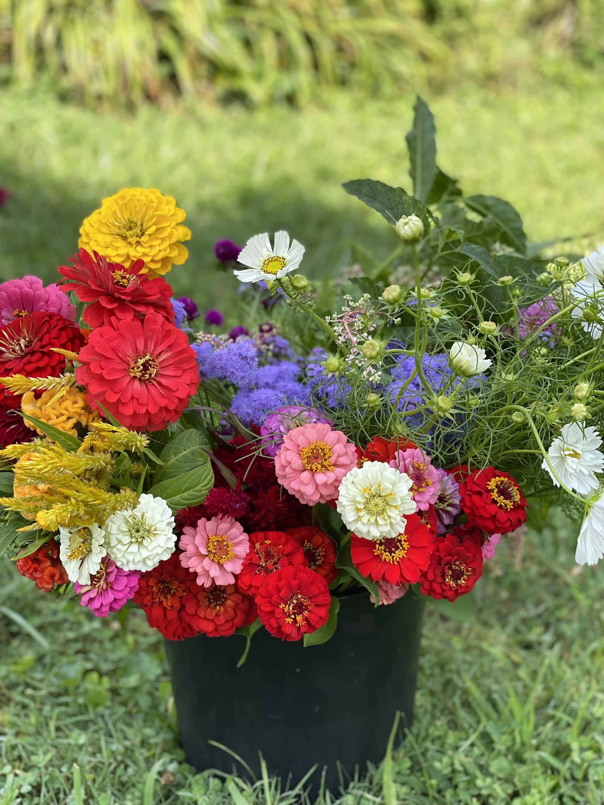 Bulk Bucket of Blooms