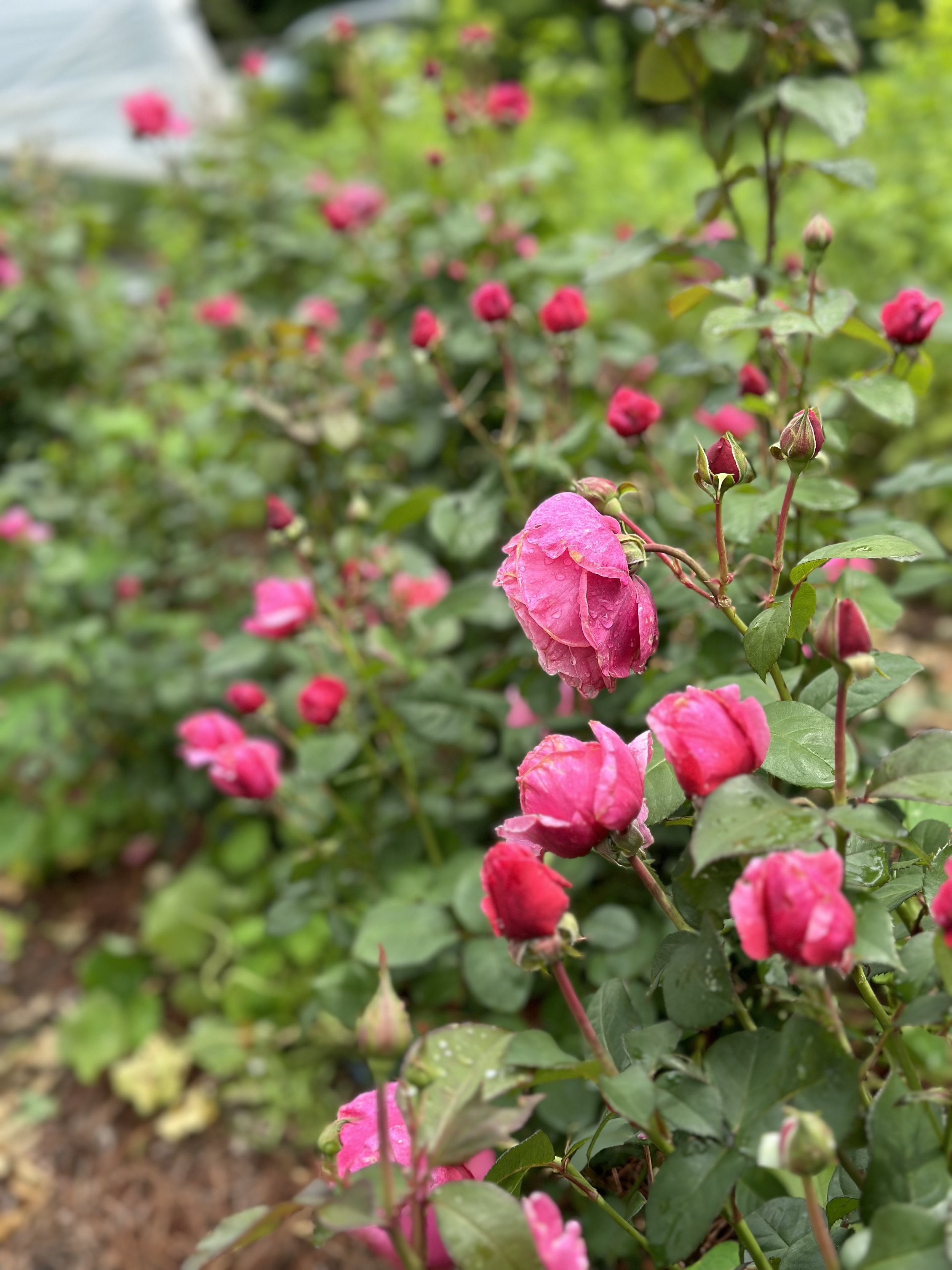 IMG_5601.jpeg