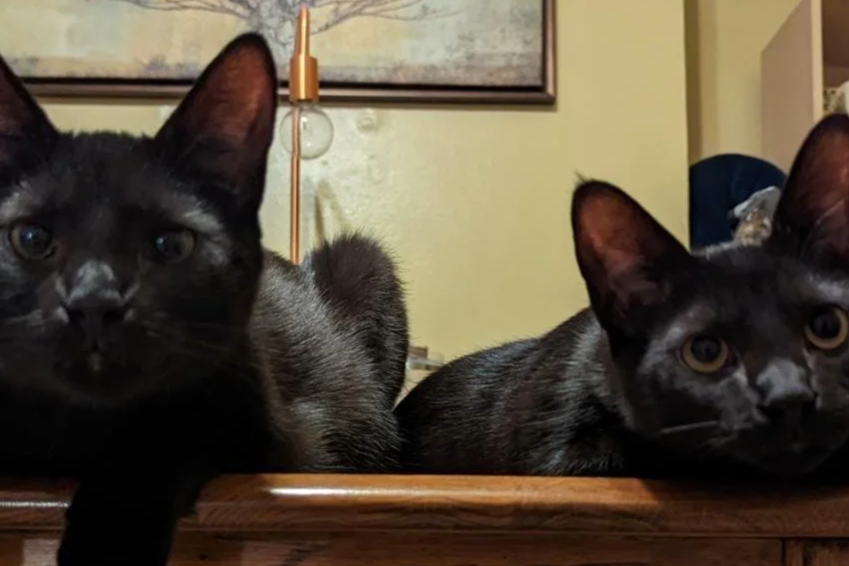 Smudge &amp; Poe