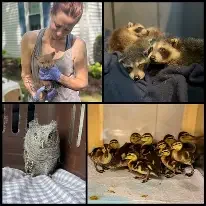 End of Year Showcase Recital:  Our Backyard Wildlife