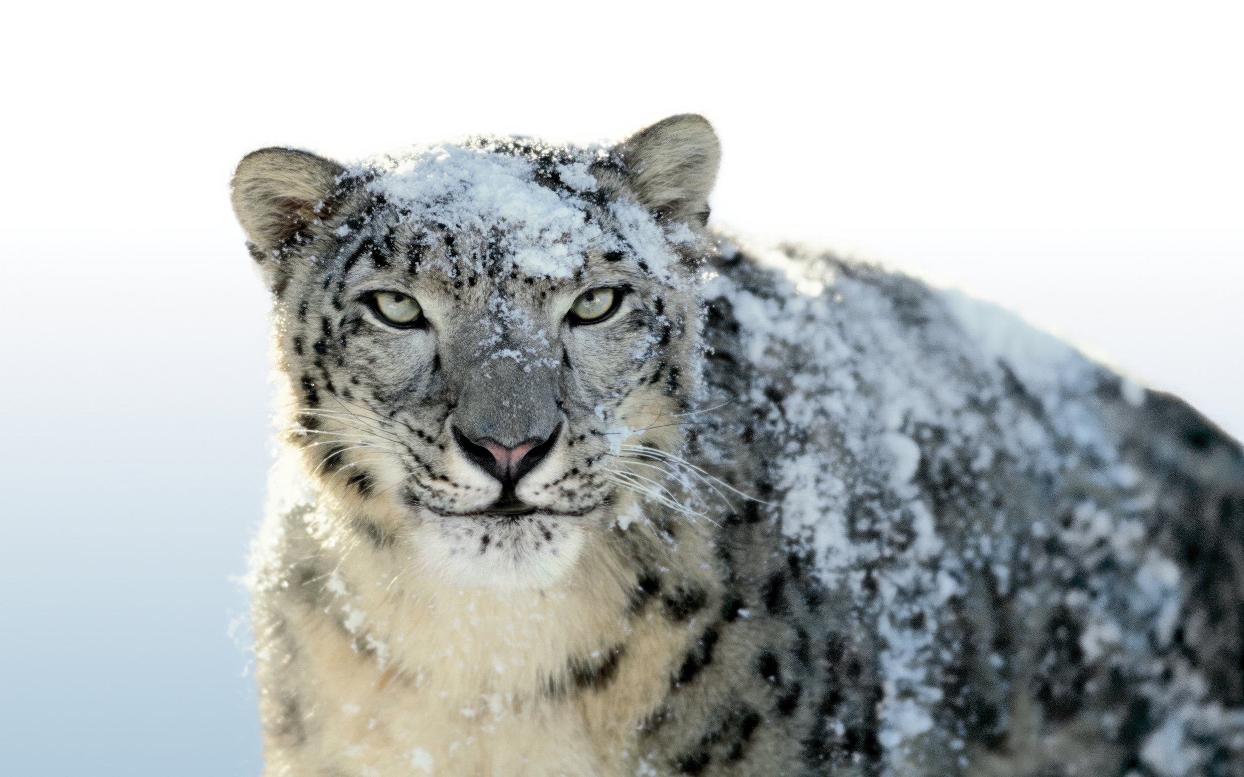SnowLeopardAlt.jpeg