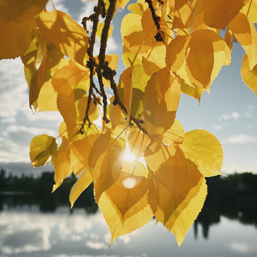 ใบไม้สีเหลืองตอนพระอาทิตย์ตก