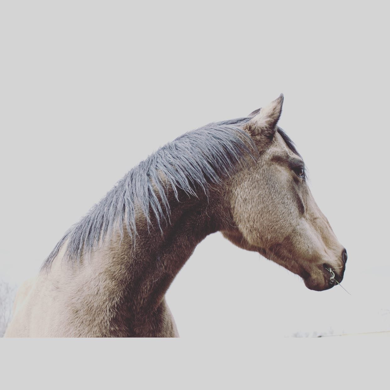 Isn&rsquo;t she cool?!?!
she is, ultimately, the biggest pain in the butt horse I&rsquo;ve ever owned, but she&rsquo;s always just been so dang pretty and way cooler than we are-lol. 
hope you&rsquo;re all getting into the Christmas spirit!
#newmexic