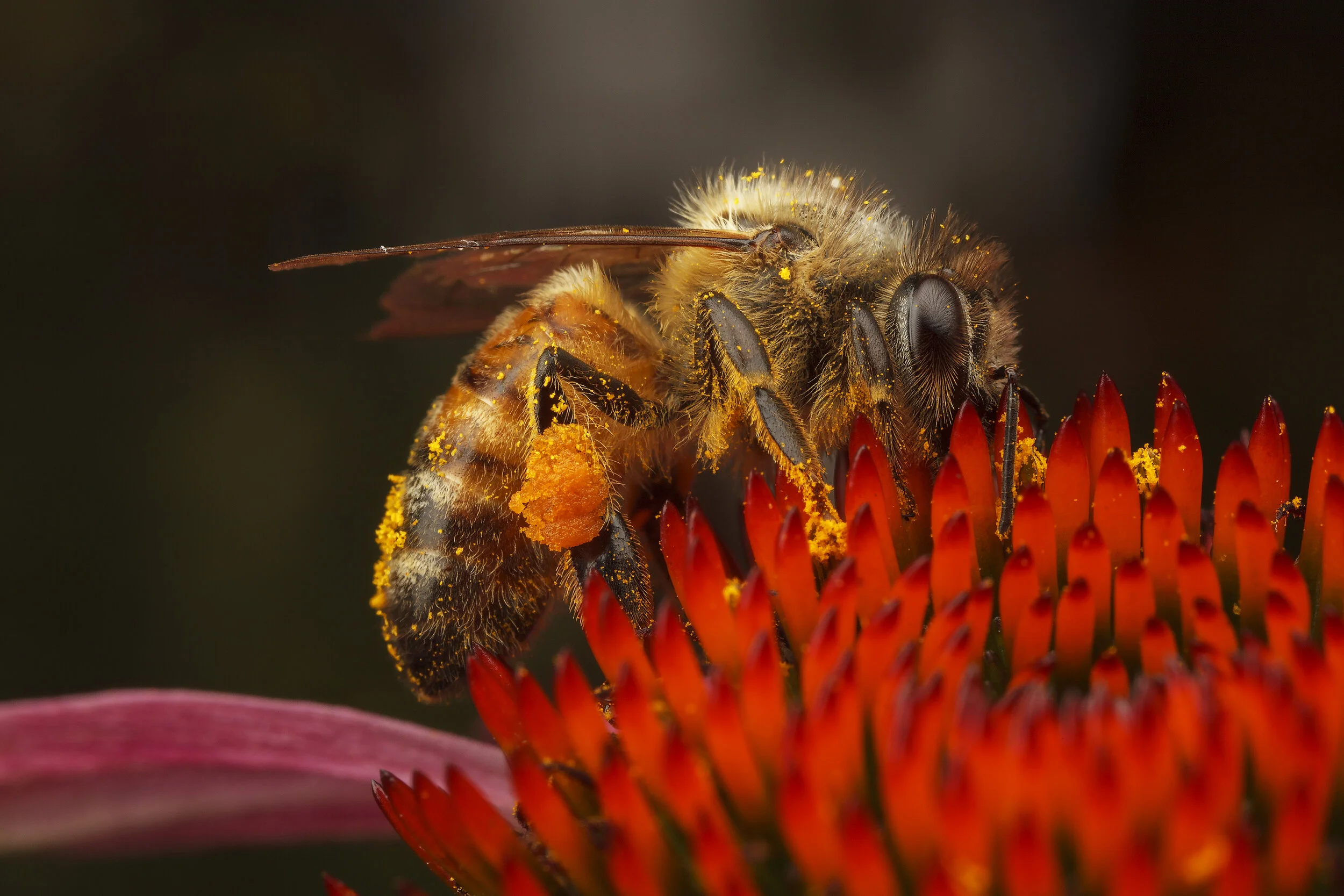 _MG_5601_honeybee_coneflower.jpg