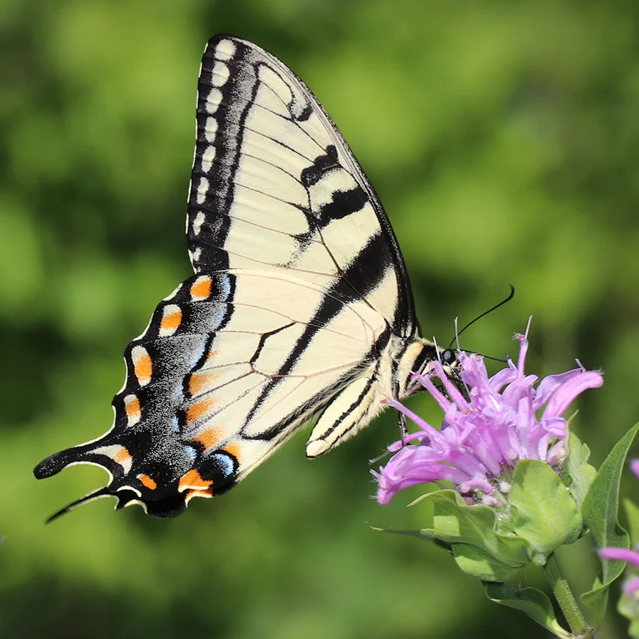 Biodiversity Research & Education at Oakland University — The Jamieson Lab