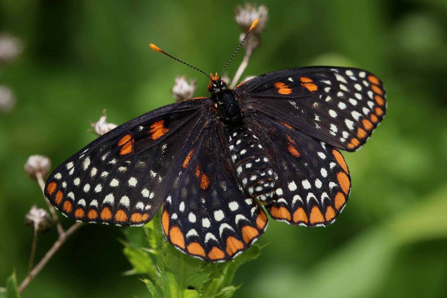 Meet the Baltimore Checkerspot (Euphydryas phaeton) &mdash; such a cool butterfly!

This species is thriving at a few field sites we&rsquo;re surveying for the Michigan Butterfly Network. We&rsquo;ve seen 60-100 individuals this week! Unfortunately, 