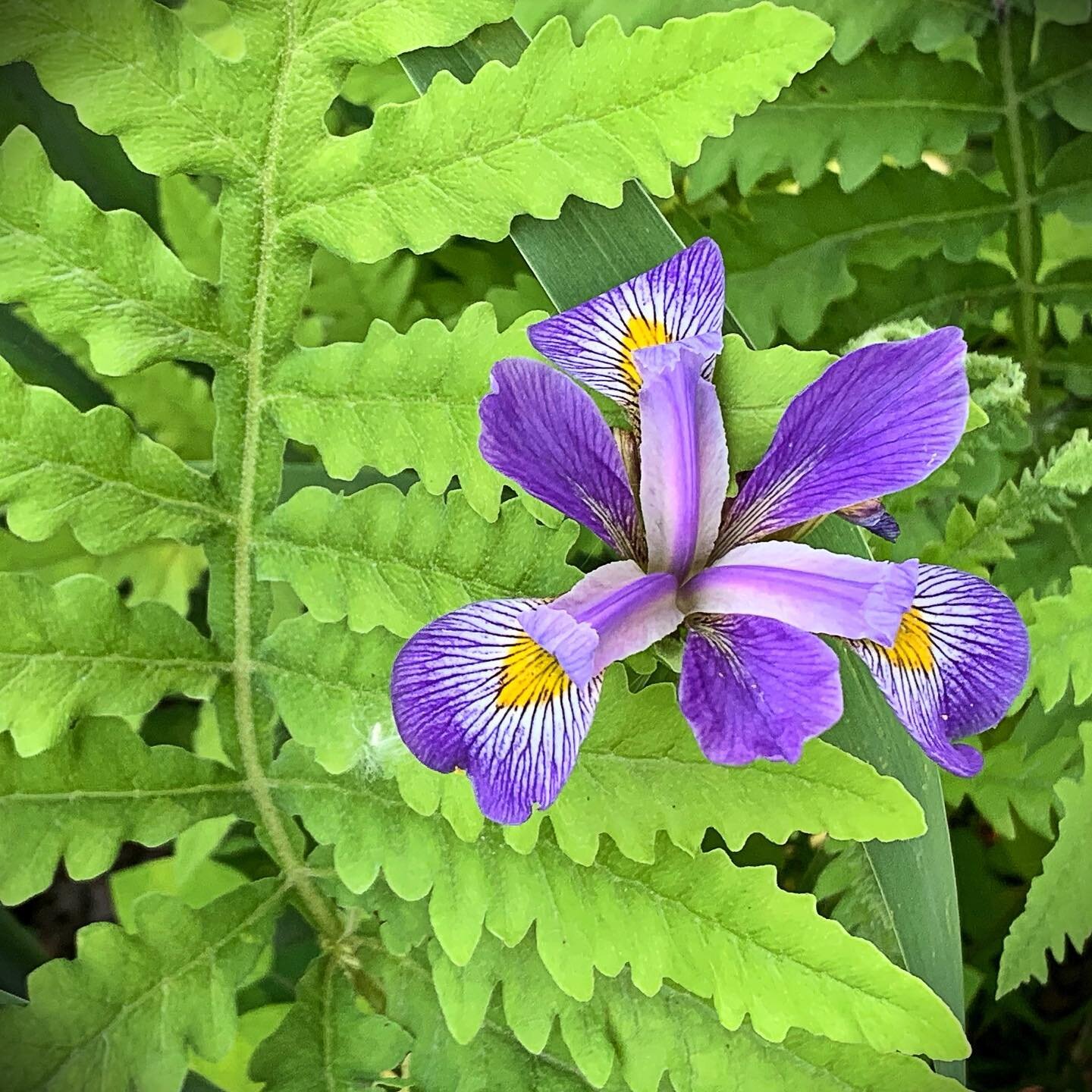 💜💛💚 Southern blue flag iris &amp; sensitive fern inhabiting the @OaklandU Biological Preserve. 

This summer we&rsquo;re restoring a 10 acre prairie fen habitat, in collaboration with the Tiegs Lab. In April, we conducted a prescribed burn &amp; n