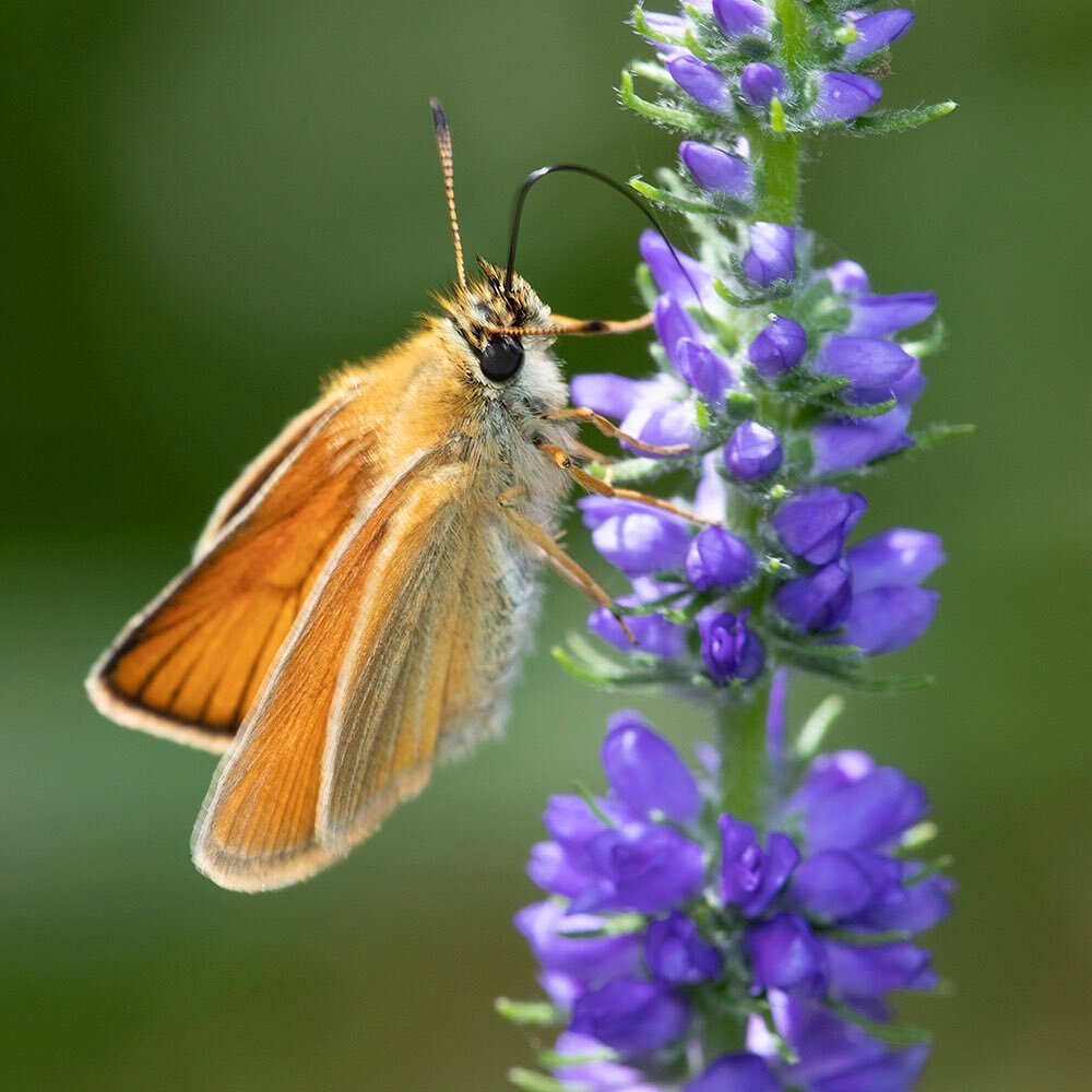 It&rsquo;s Pollinator Week! 🦋🐝 Want to get involved in citizen science to help monitor pollinators in North America? Join the Pollinator Week iNaturalist event hosted by the North American Pollinator Protection Campaign&rsquo;s Urban Pollinator Tas