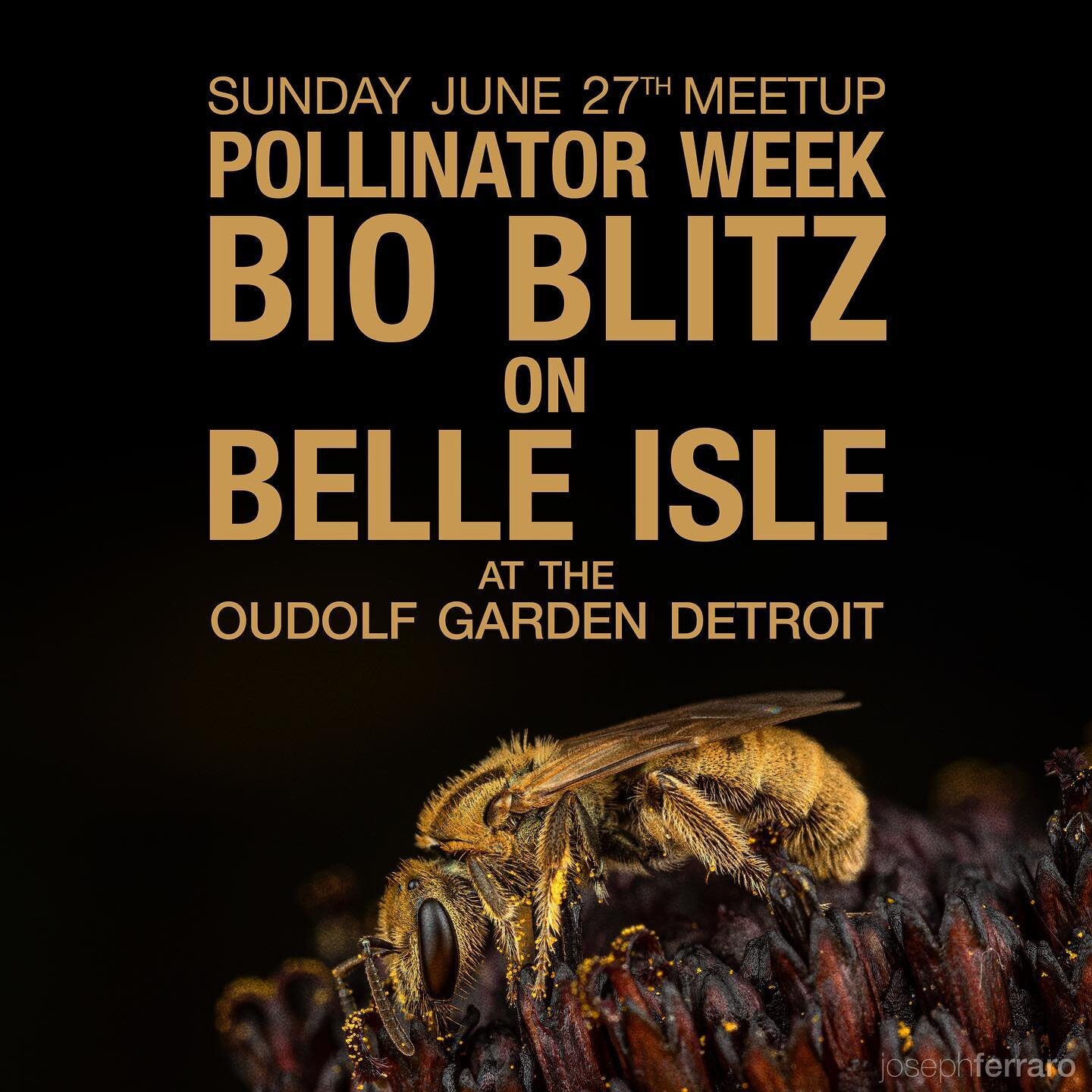 We&rsquo;ll be celebrating Pollinator Week at the Oudolf Garden in Detroit Sunday from 11-1. Come join us for pollinator walks in the garden and to participate in the final day of the Pollinator Week Bioblitz. See link in bio to join this @inaturalis
