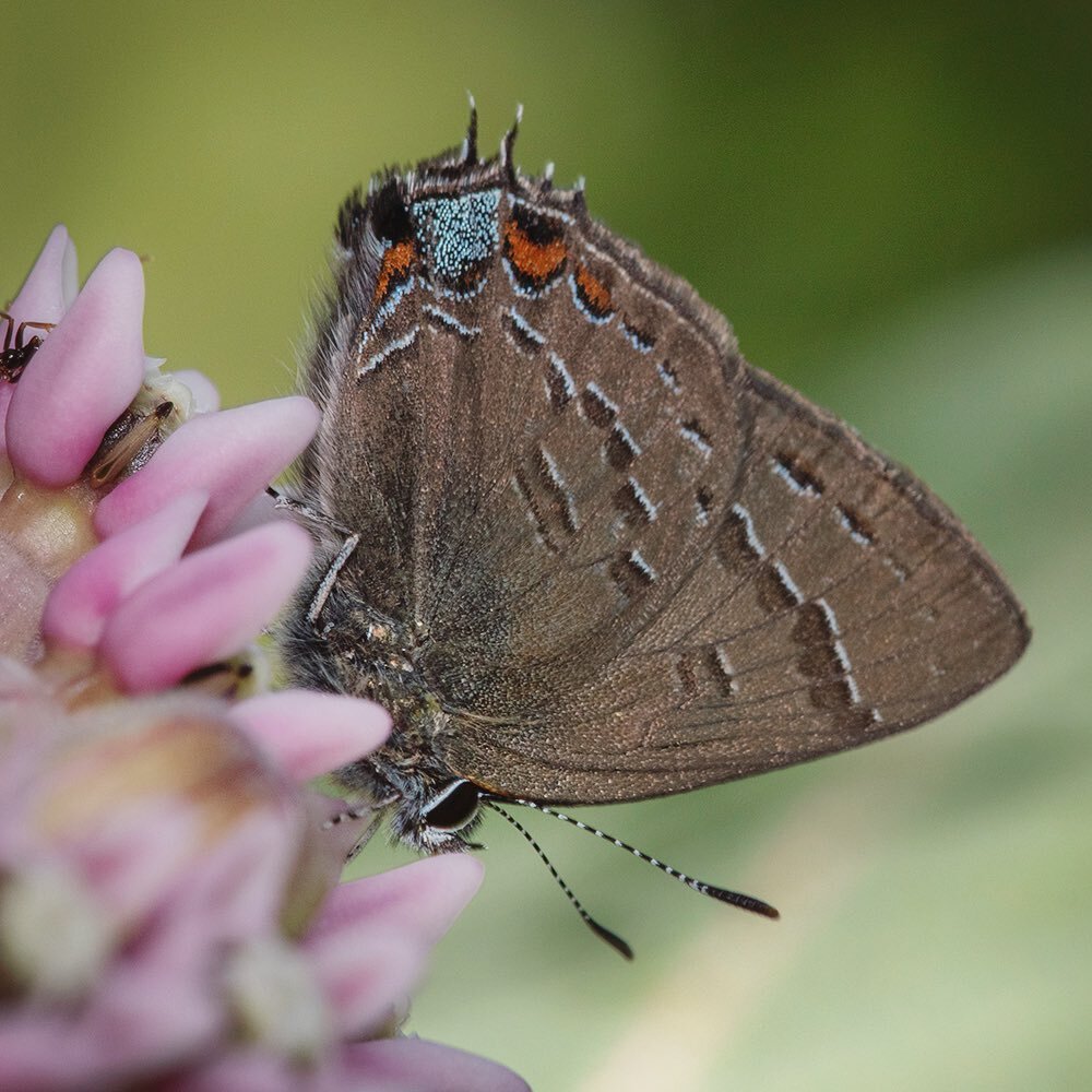 Celebrate the last day of pollinator week at the Oudolf Garden in Detroit Sunday from 11-1. Join us as we participate in the Pollinator Week Bioblitz on iNaturalist (link in bio).

Pictured here: a Banded Hairstreak Butterfly (Satyrium calanus) necta