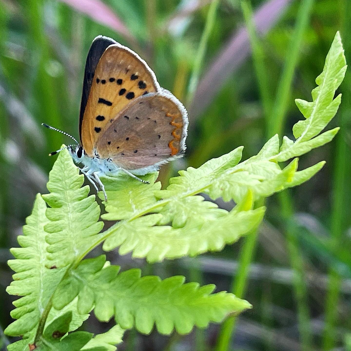 🧡 Dorcas copper (Lycaena dorcas) 🧡

Saw a handful of these beautiful little butterflies flying around a prairie fen habitat in Springfield Township yesterday. Larval host plants include shrubby cinquefoil and weedy Rumex and Polygonum species. 

#b