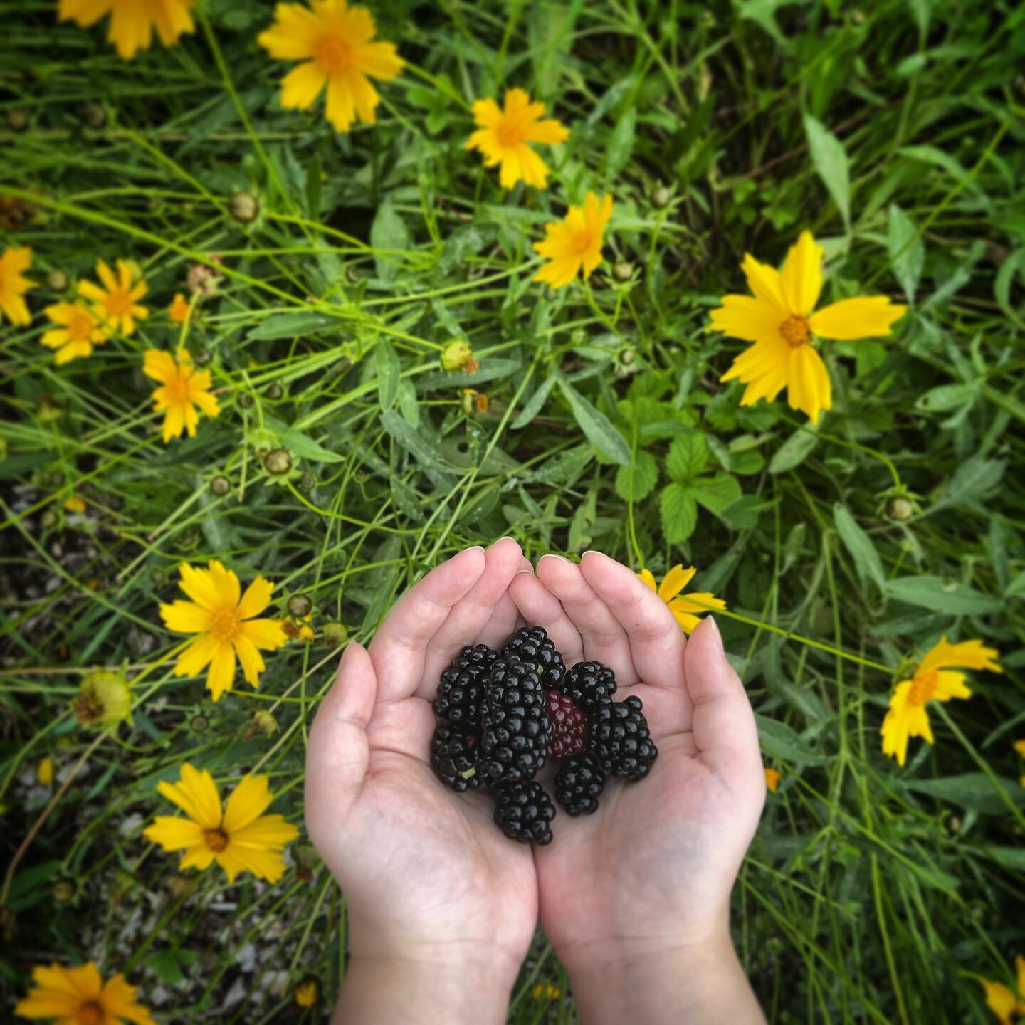Blackberry season is here 😍 
Thank you bees 🐝🐝🐝