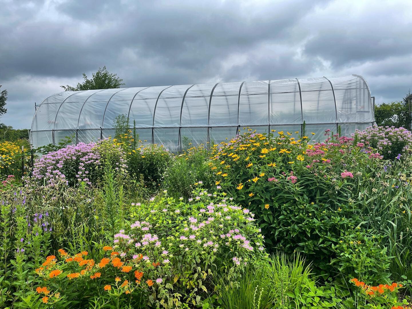 Peak bloom time 💕🧡💛💚💜!!!
Our pollinator garden @oaklandu is loving all this rain. We saw lots of bees buzzing around this morning even with the overcast skies 🐝

#plantsforpollinators #supportbiodiversity #savethebees #pollinatorgarden #gardeni