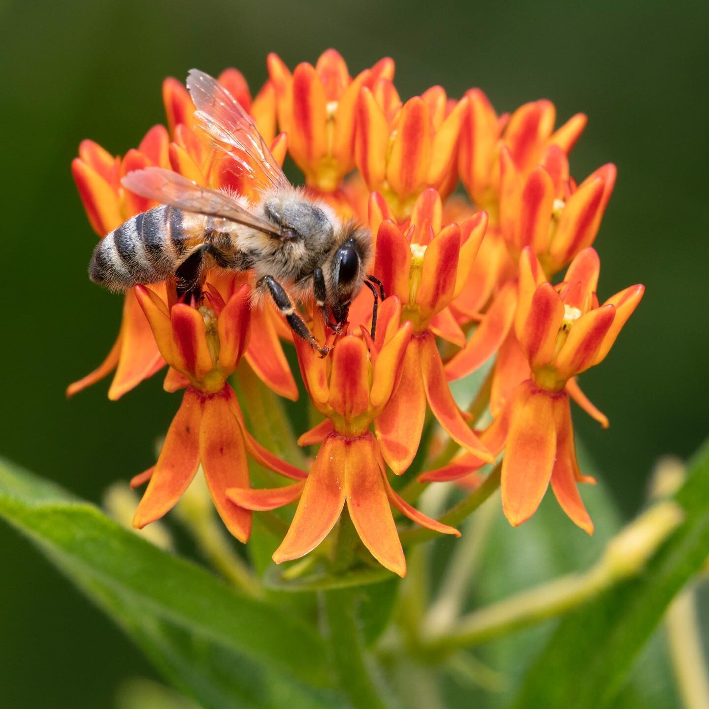 🐝🧡Bees love butterfly weed🐝🧡

Not sure why we call this bee-utiful plant a weed! Asclepias tuberous is a pollinator favorite &amp; nice plant for gardens. It&rsquo;s native throughout many areas in North America, especially common in prairies and