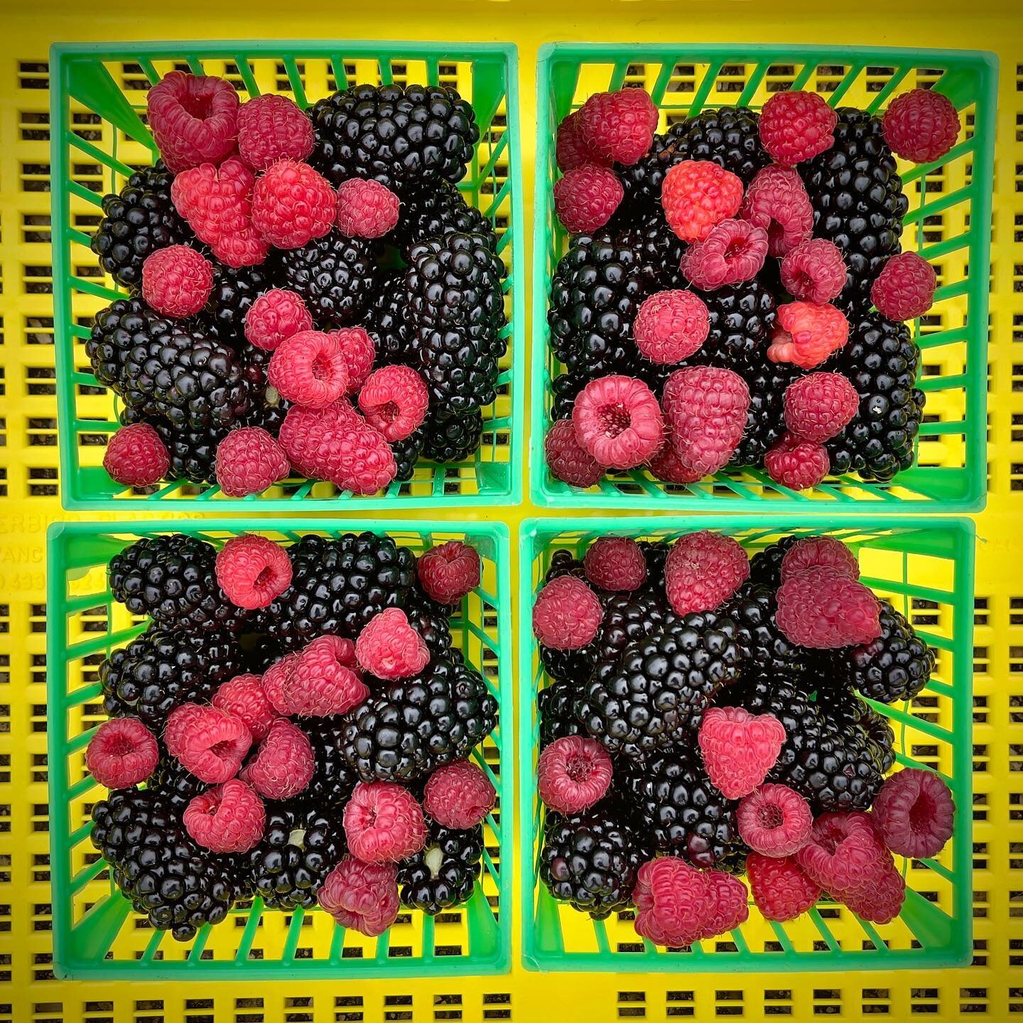 Berry time! We tried something new last year - adding blackberries &amp; raspberries to our pollinator garden. 

Berry crops provide a great floral resource for pollinators &amp; cane berries also provide nest sites for cavity nesting bees. It&rsquo;