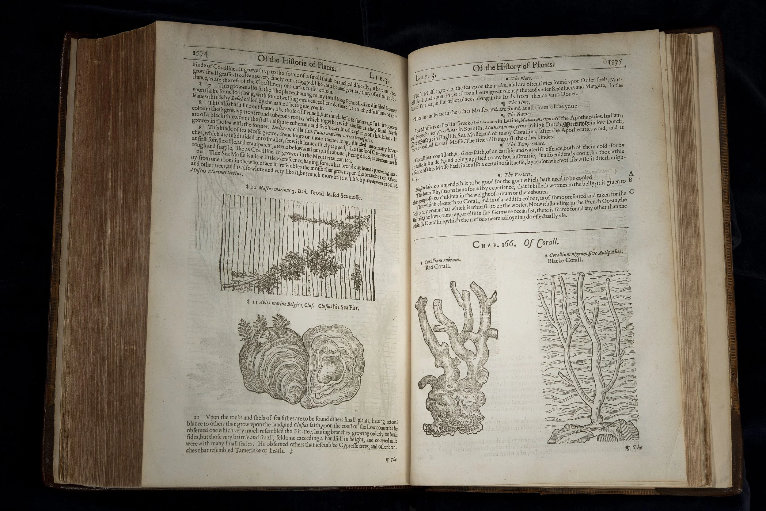 John Gerard, The Herball, or Generall Historie of Plantes (1633) While underwater coral is soft and pliant, when it is exposed to air it hardens. In his Herball , Gerard describes coral as capable of being hard as stones, yet its nature makes it
