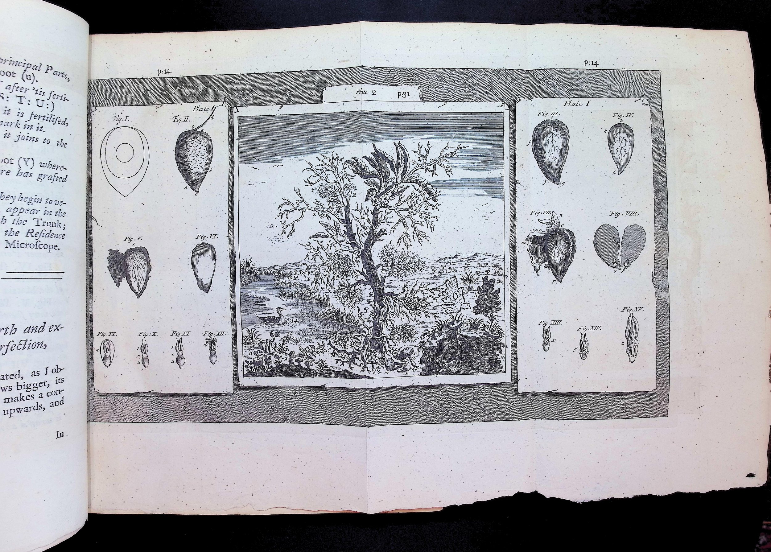 Agricola (1726)