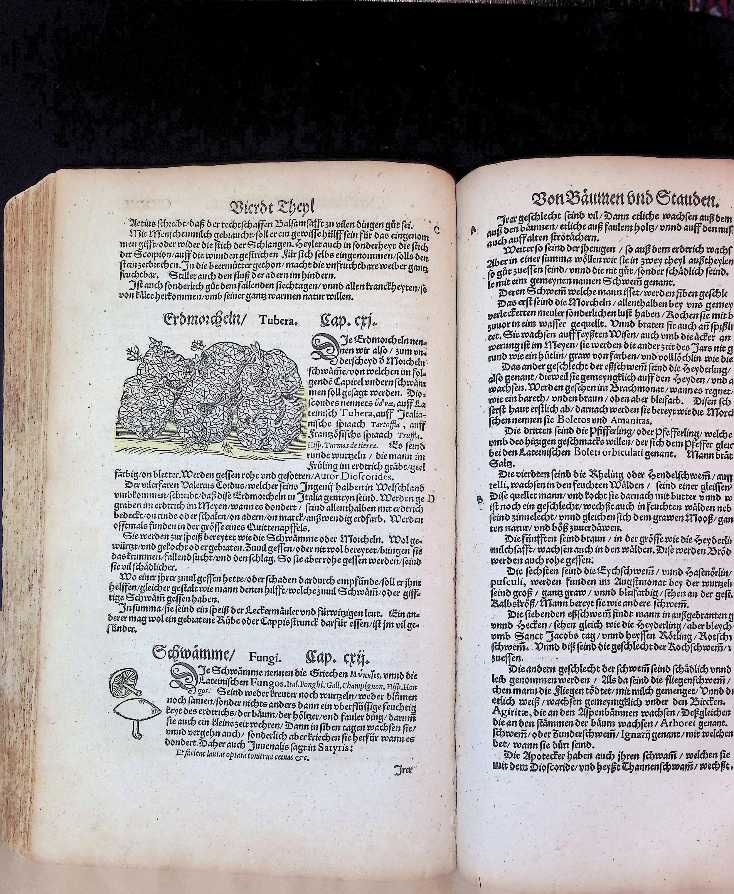 Lonicer (1564)