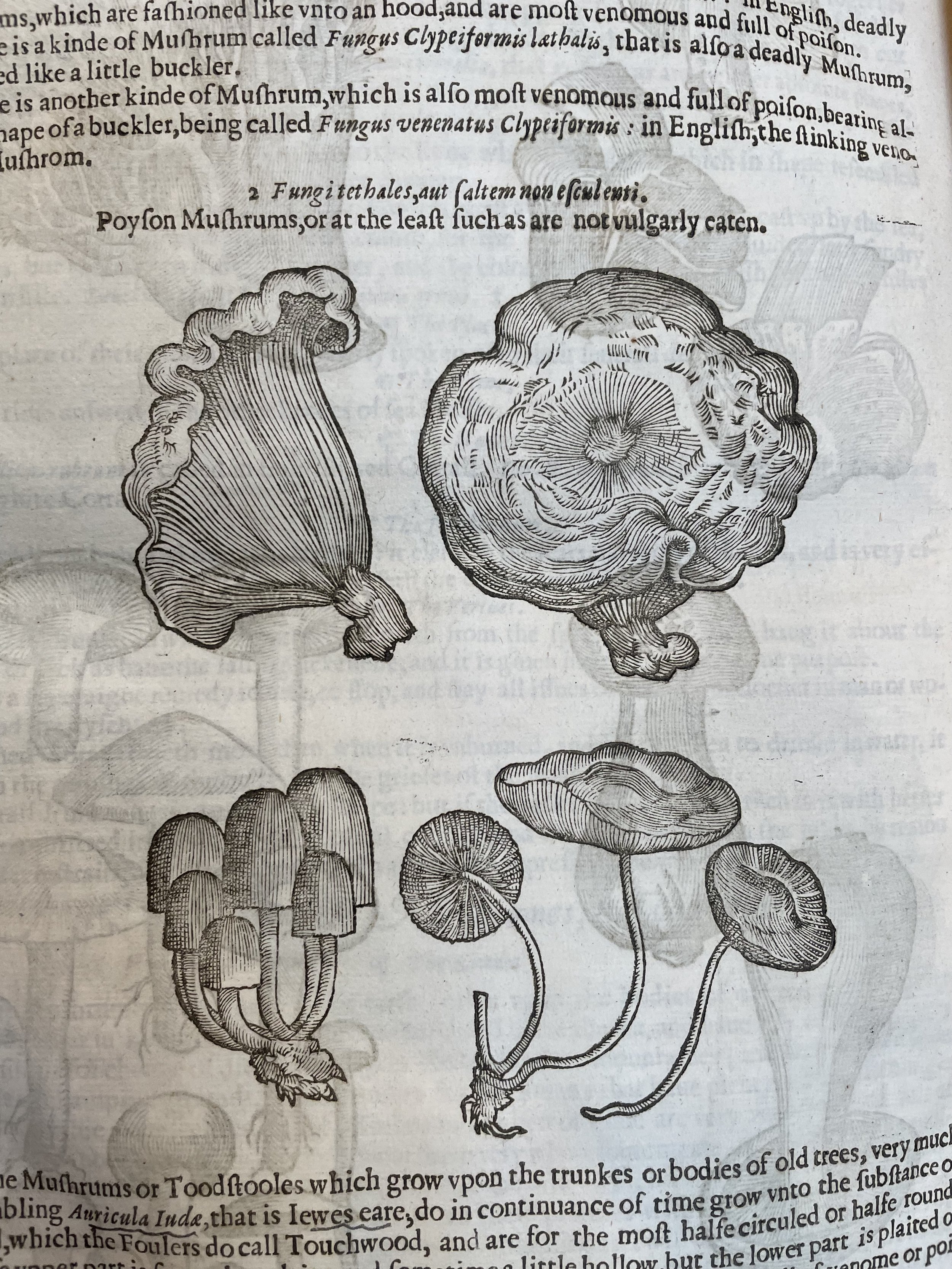 Gerard (1633)